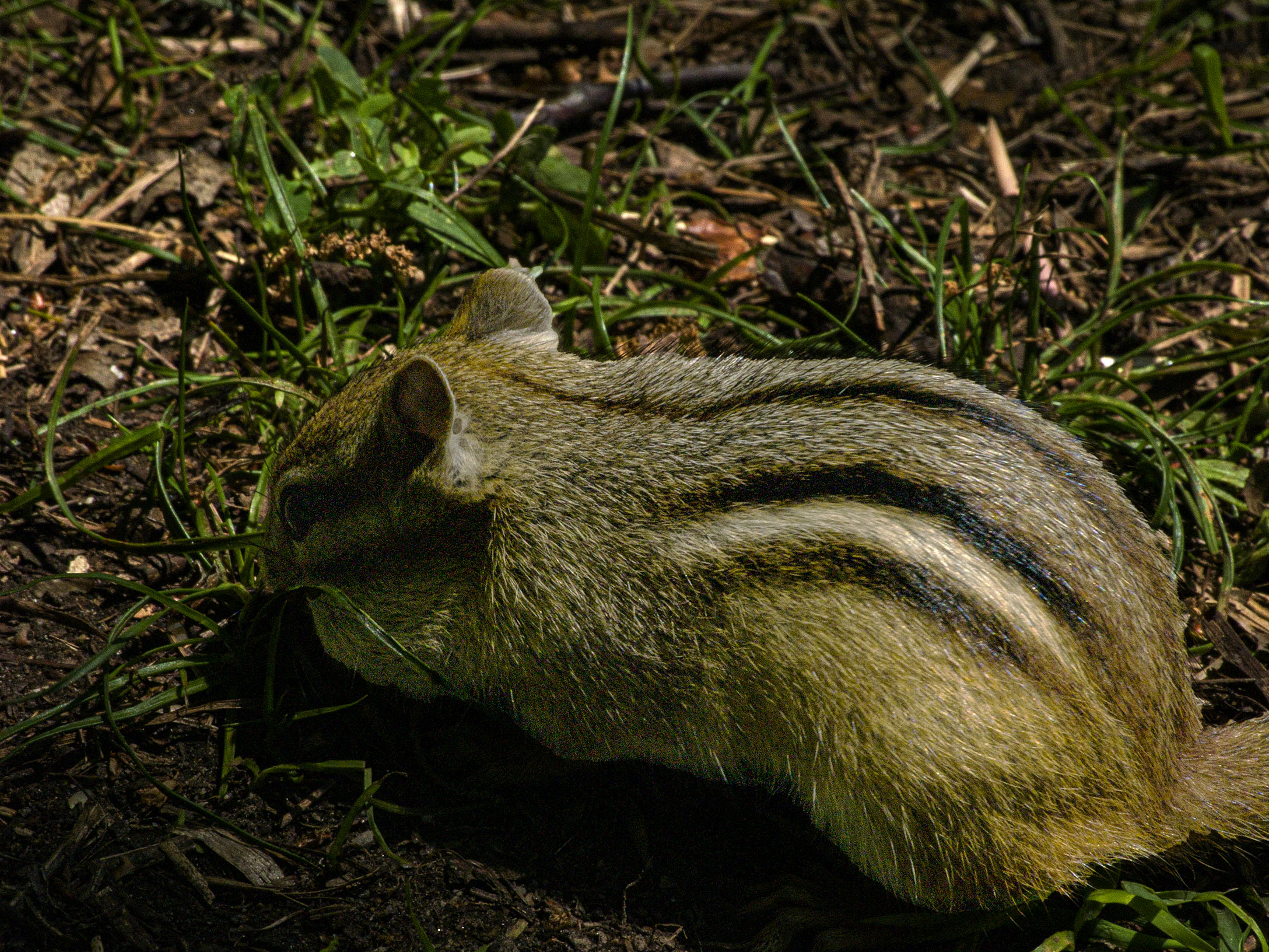 Chipmunk