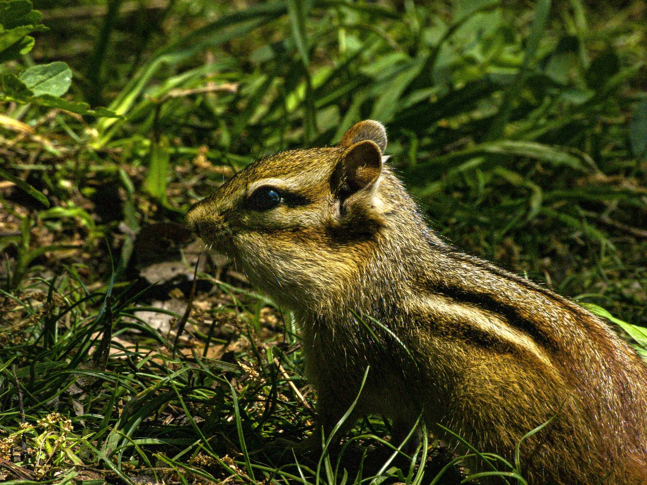 Chipmunk