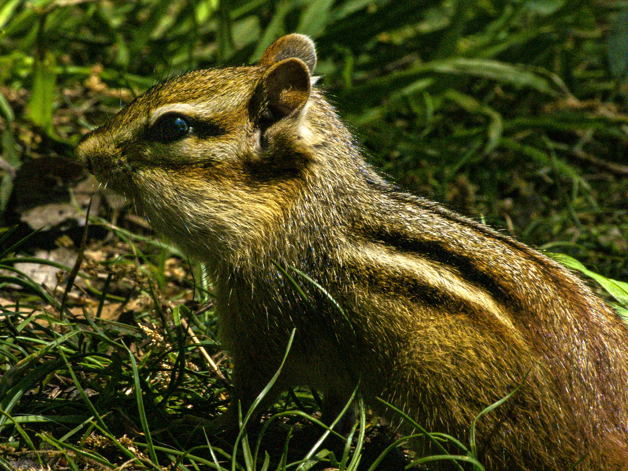 Chipmunk