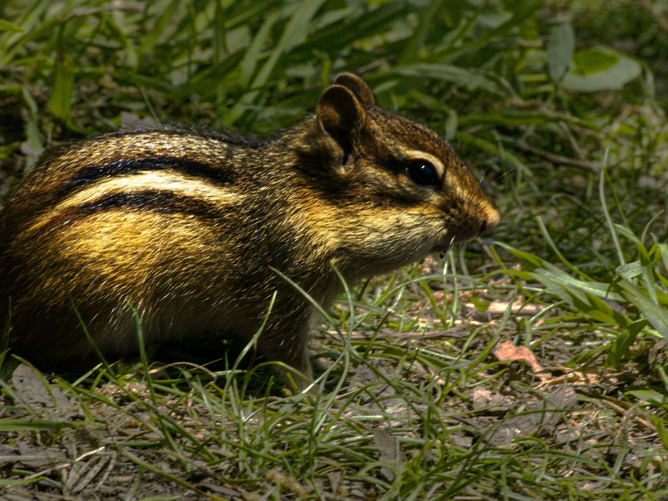 Chipmunk