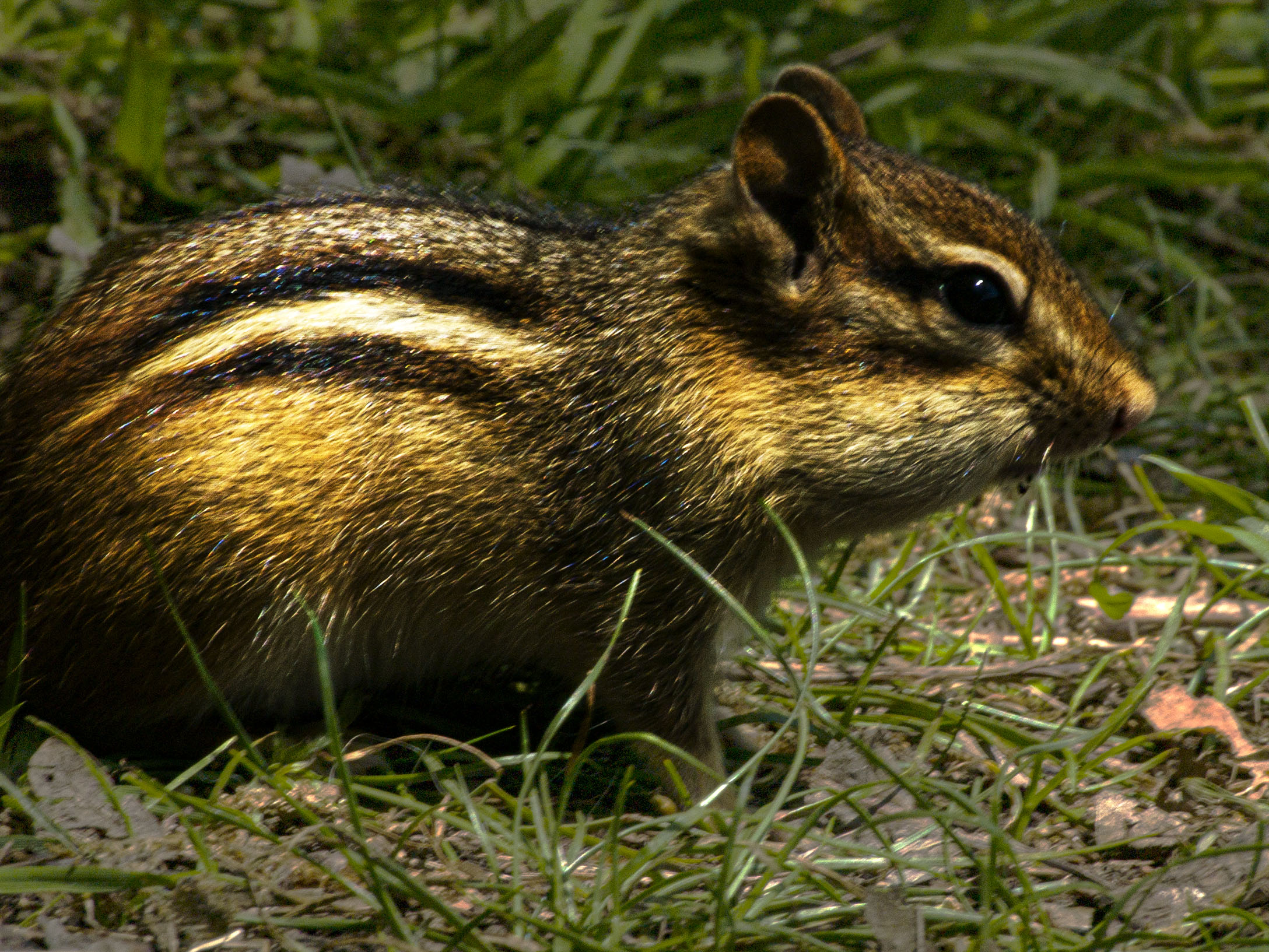 Chipmunk