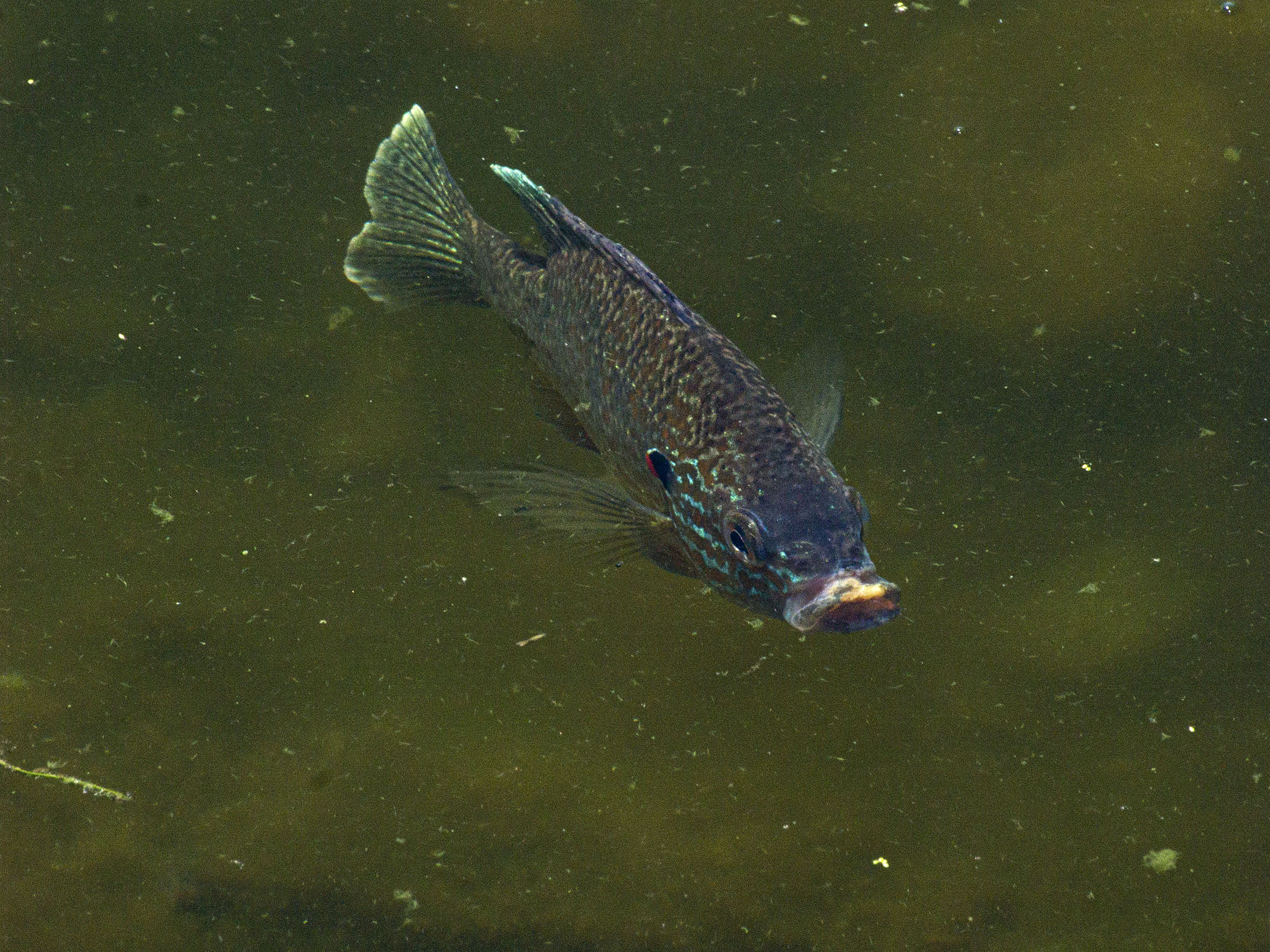 Duckweed