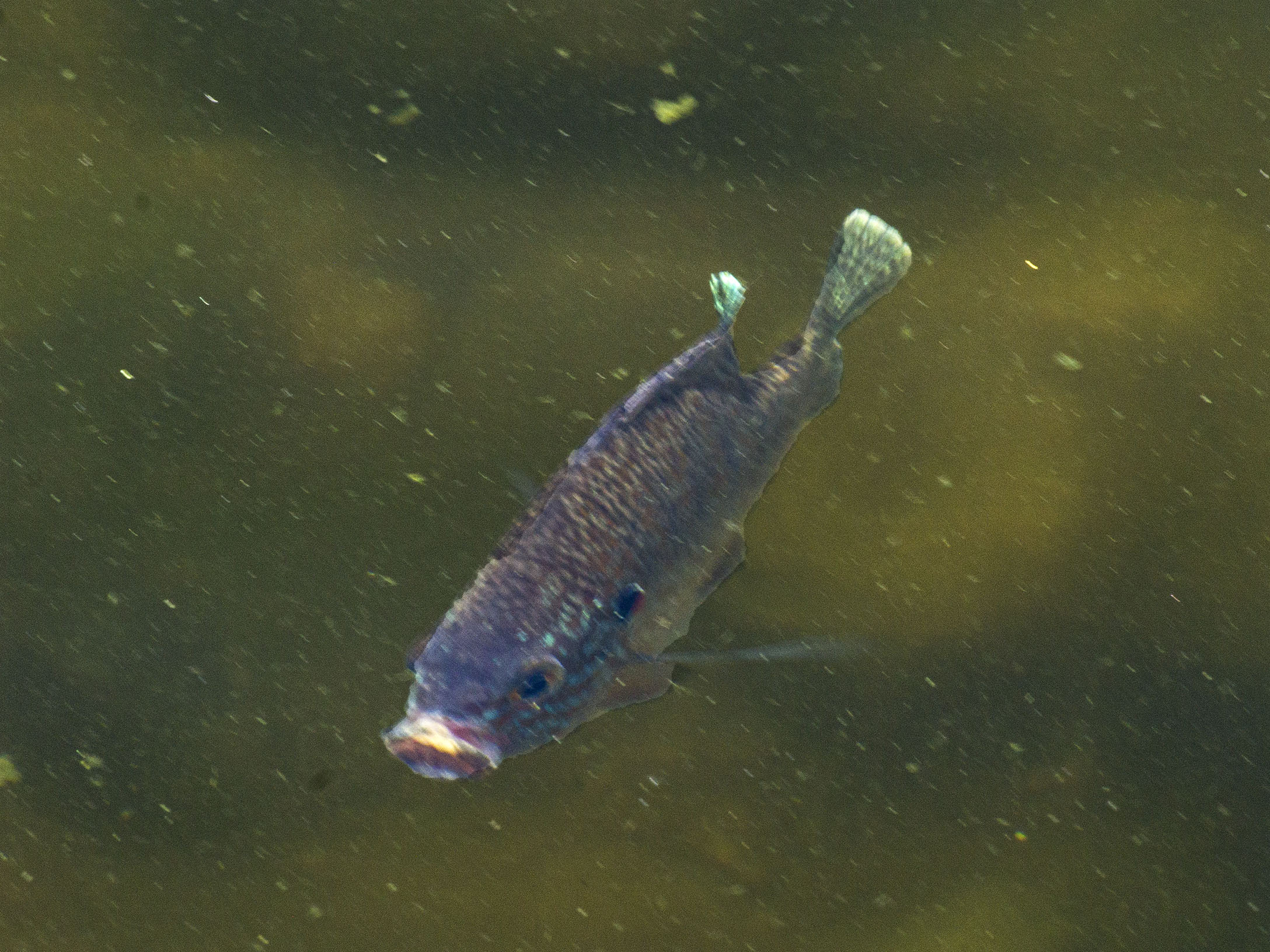 Duckweed