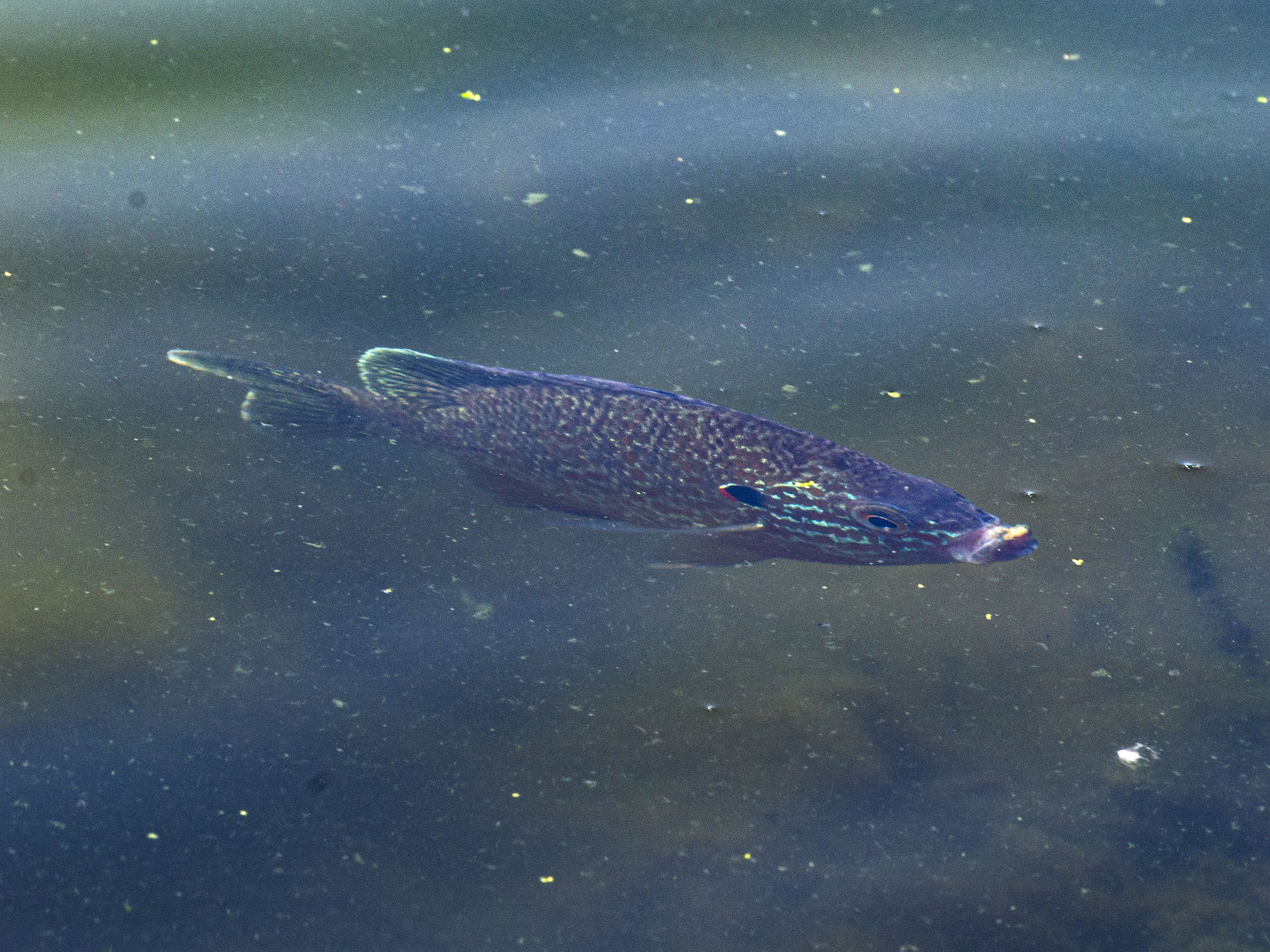 Duckweed