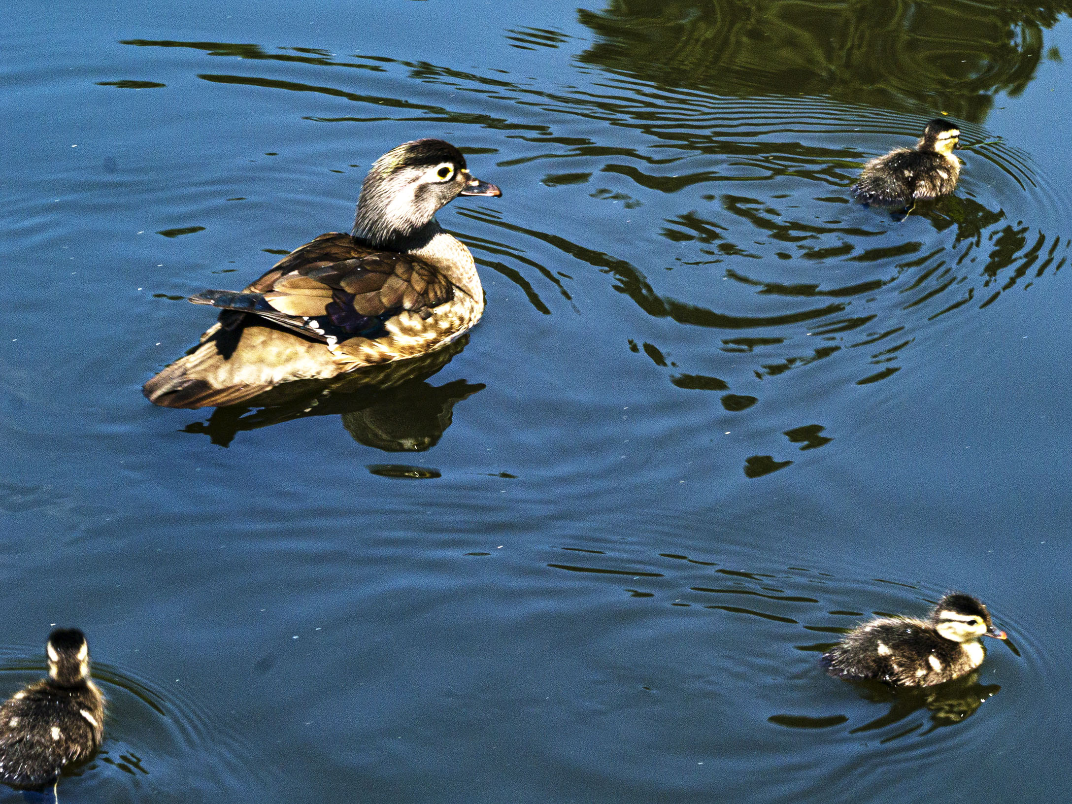 Wood Duck with Ducklings