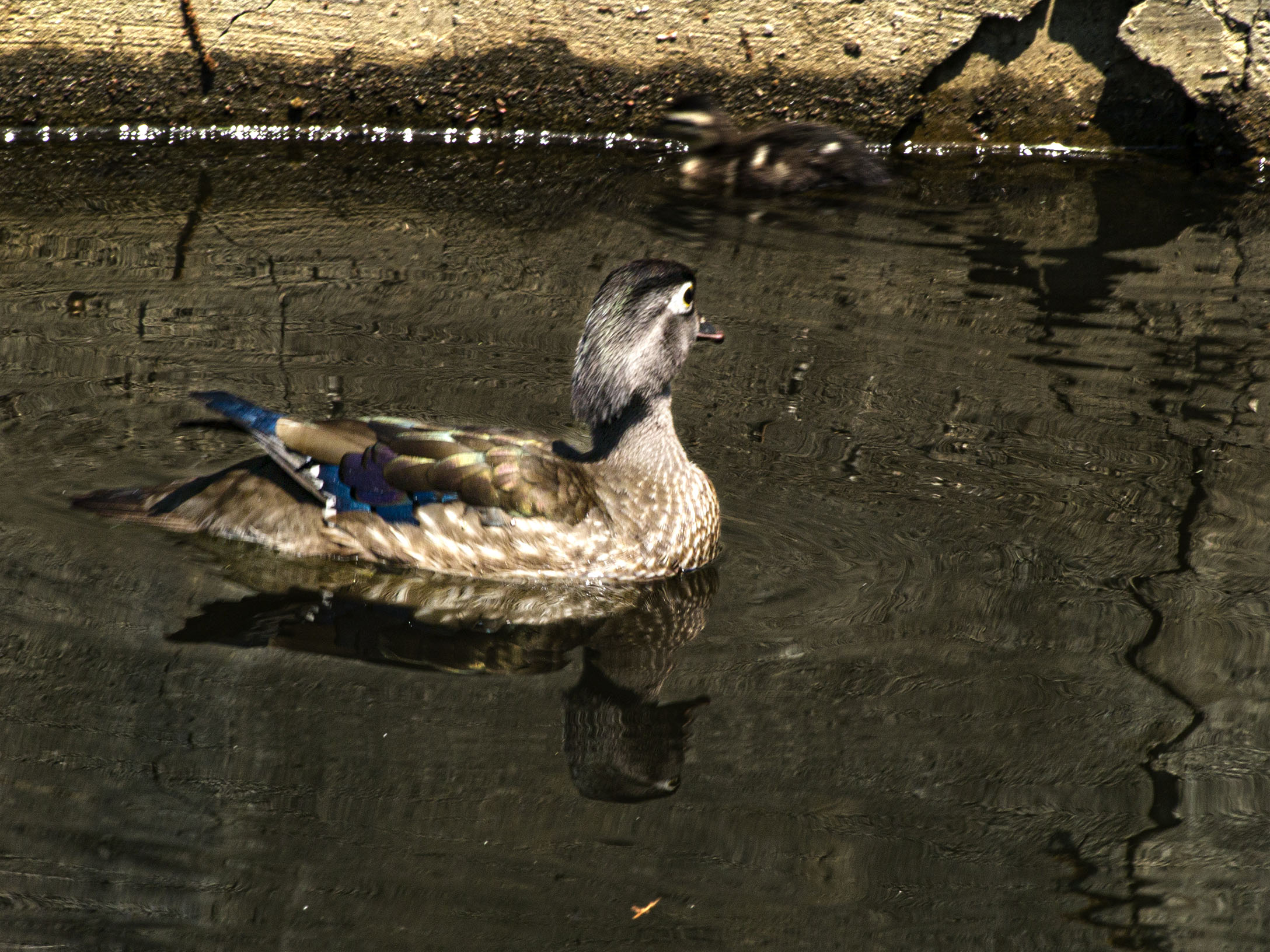 Wood Duck with Duckling