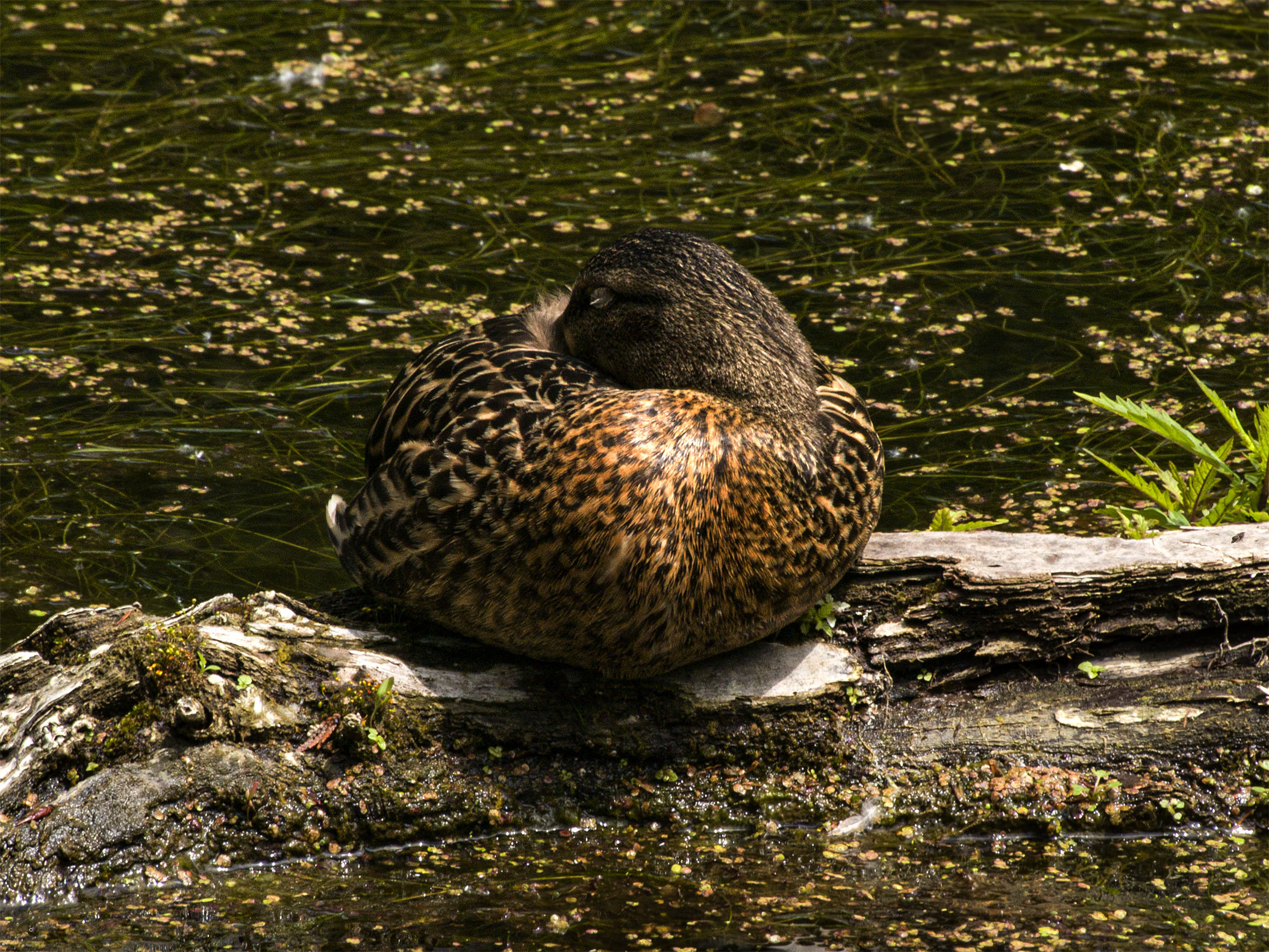 Duck Asleep