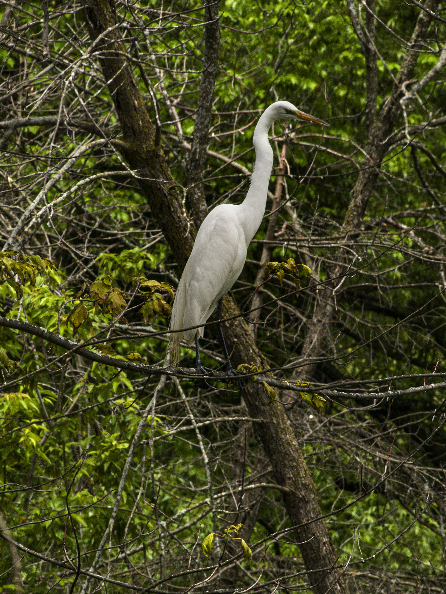 Great White Egret perched