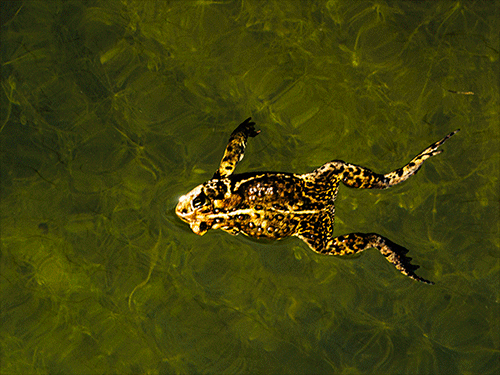 Frogs Swimming