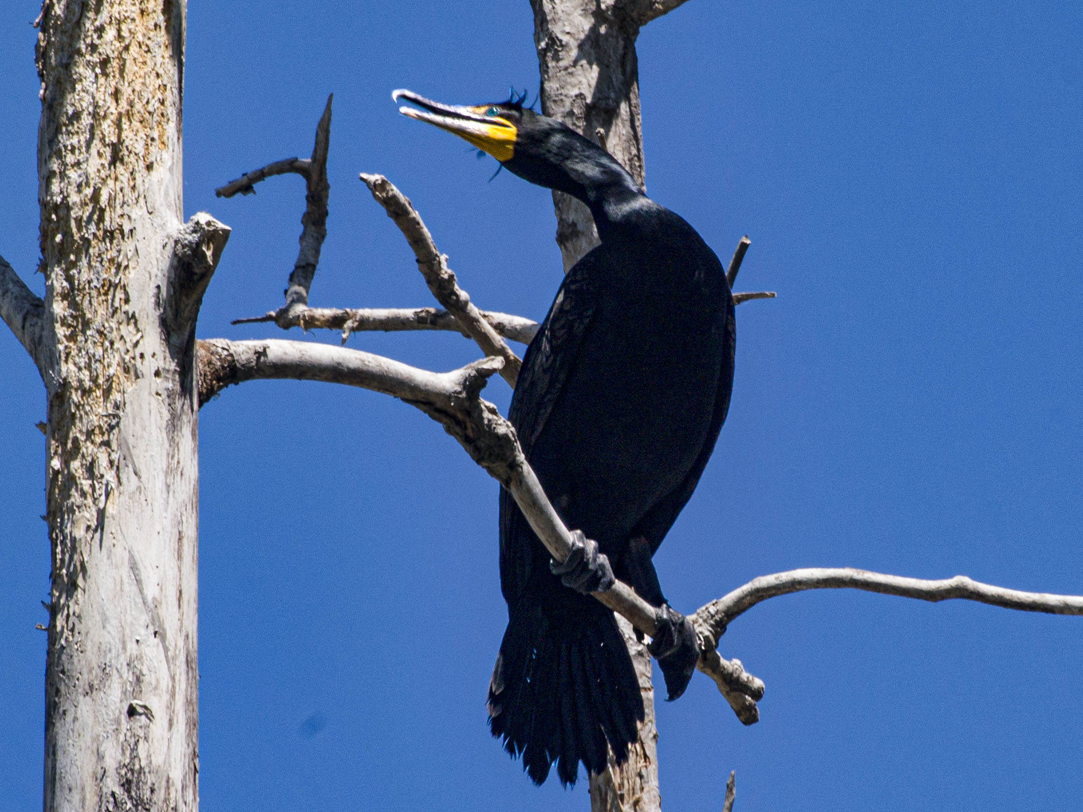 Double Crested Cormorant