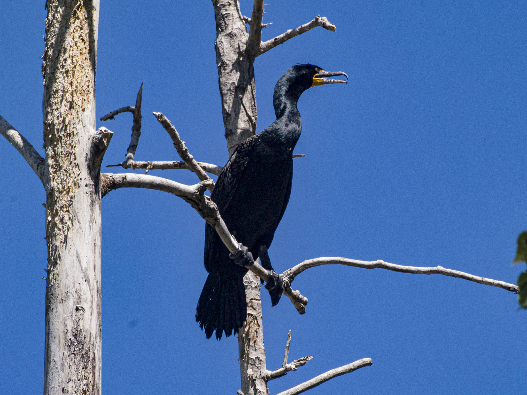 Double Crested Cormorant