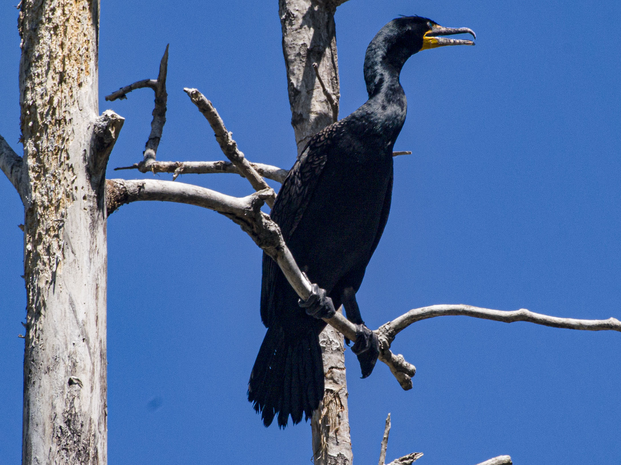 Double Crested Cormorant