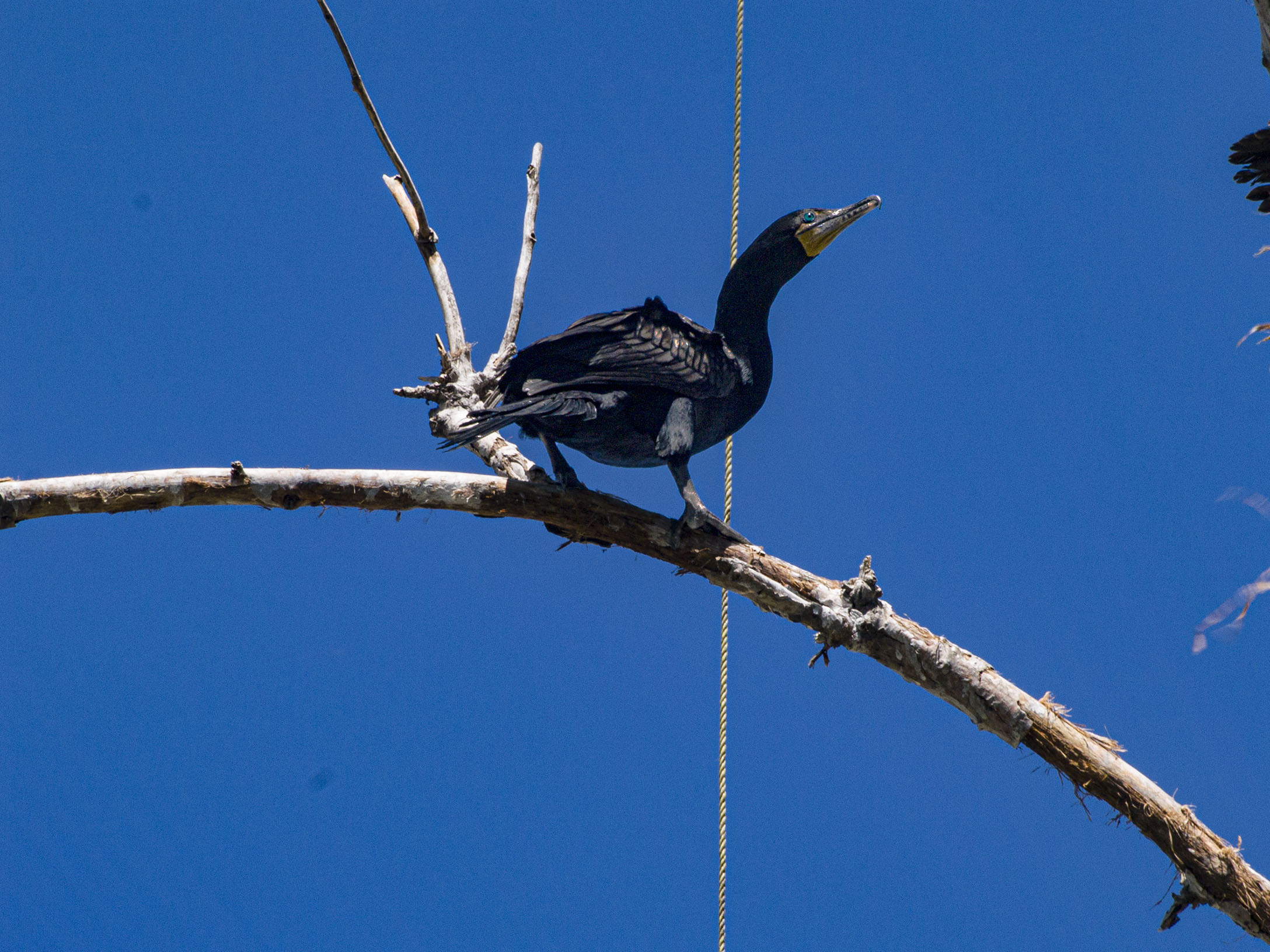 Double Crested Cormorant