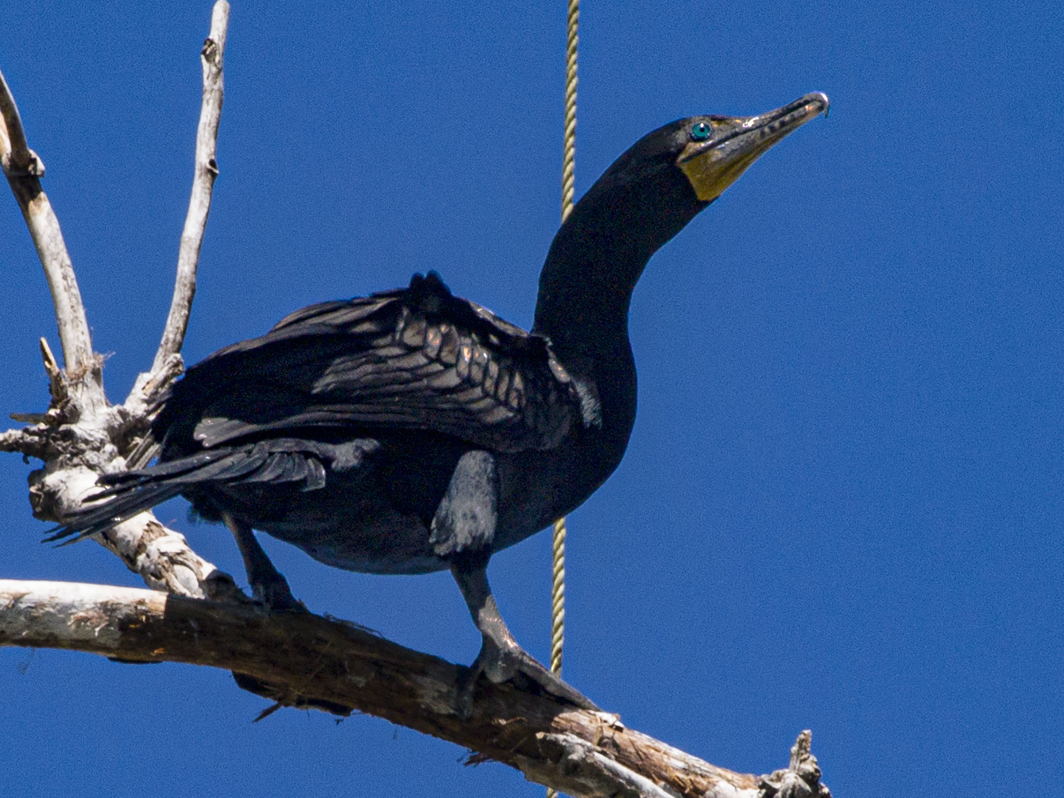 Double Crested Cormorant