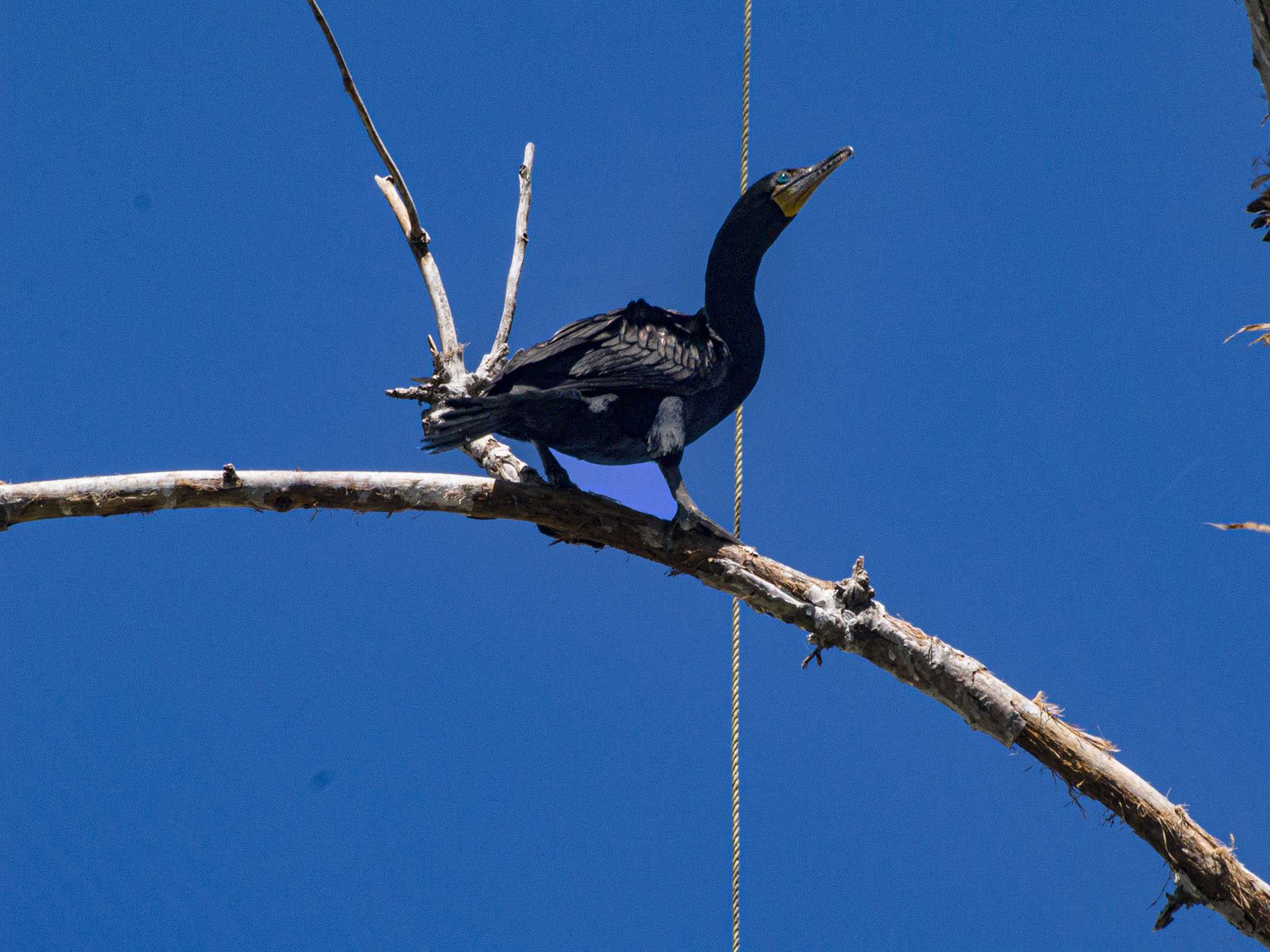 Double Crested Cormorant