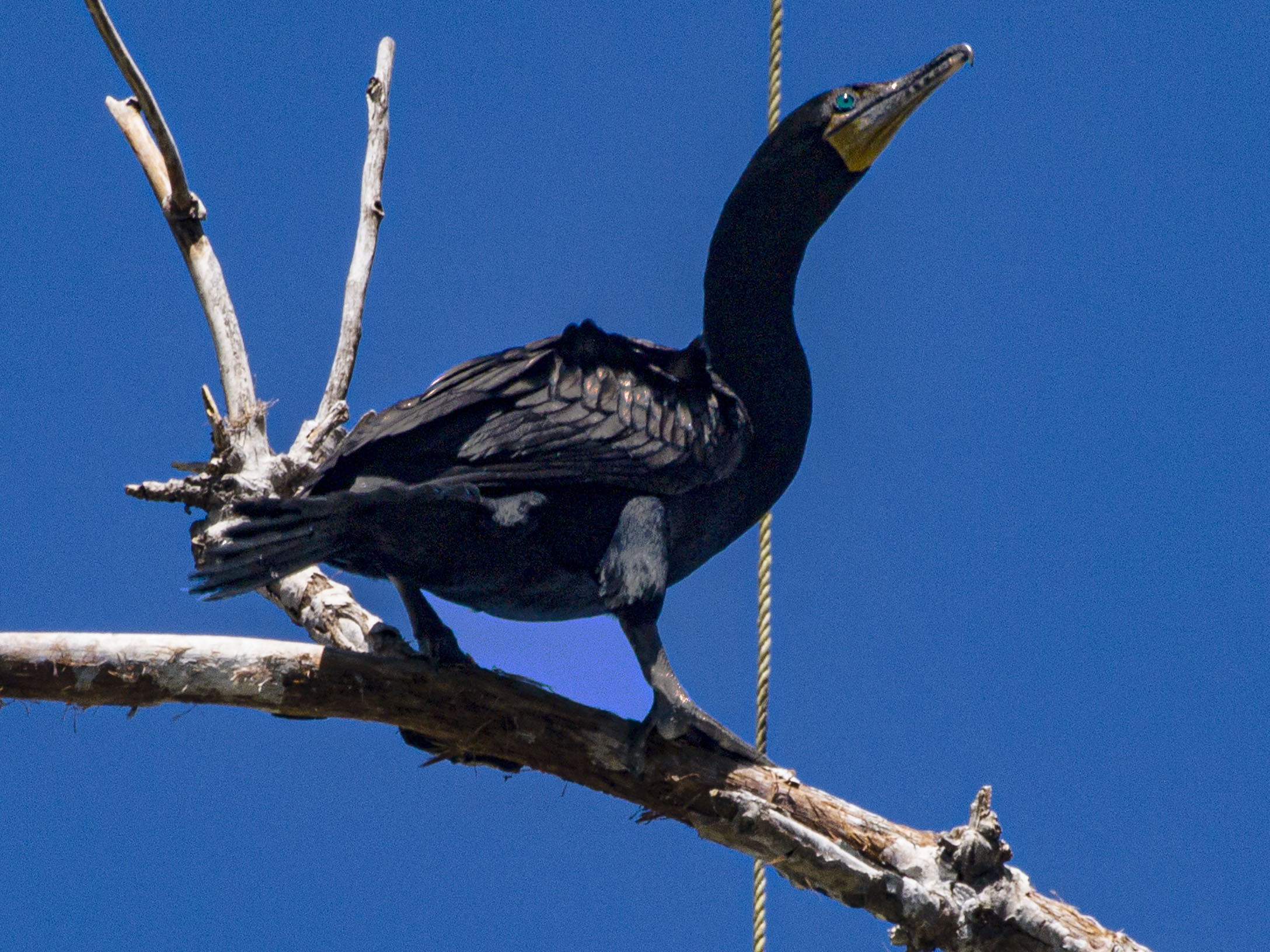 Double Crested Cormorant