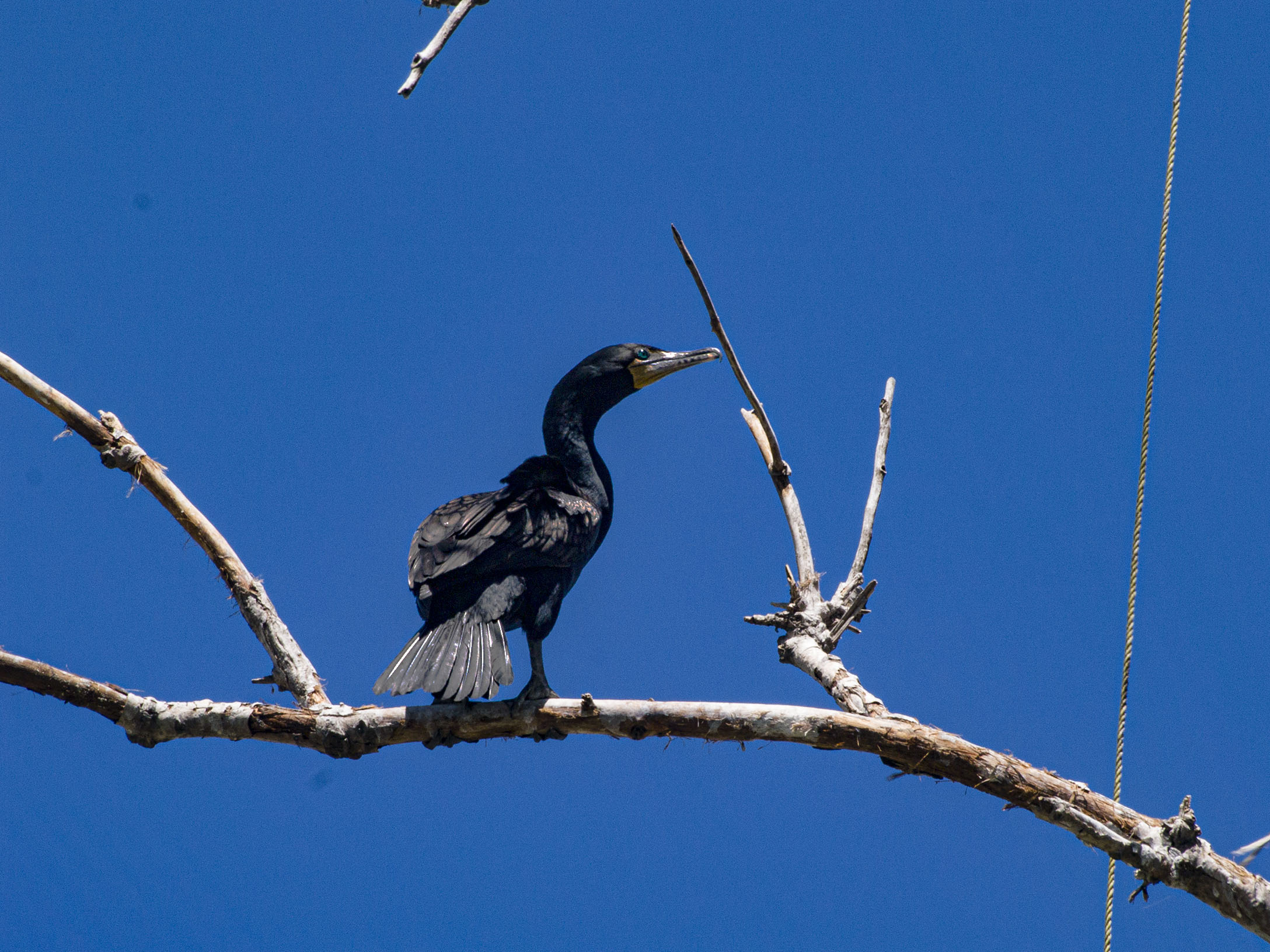 Double Crested Cormorant
