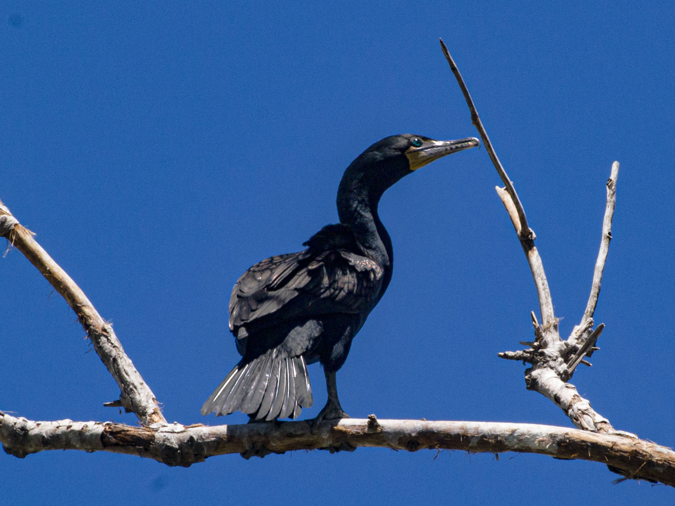 Double Crested Cormorant