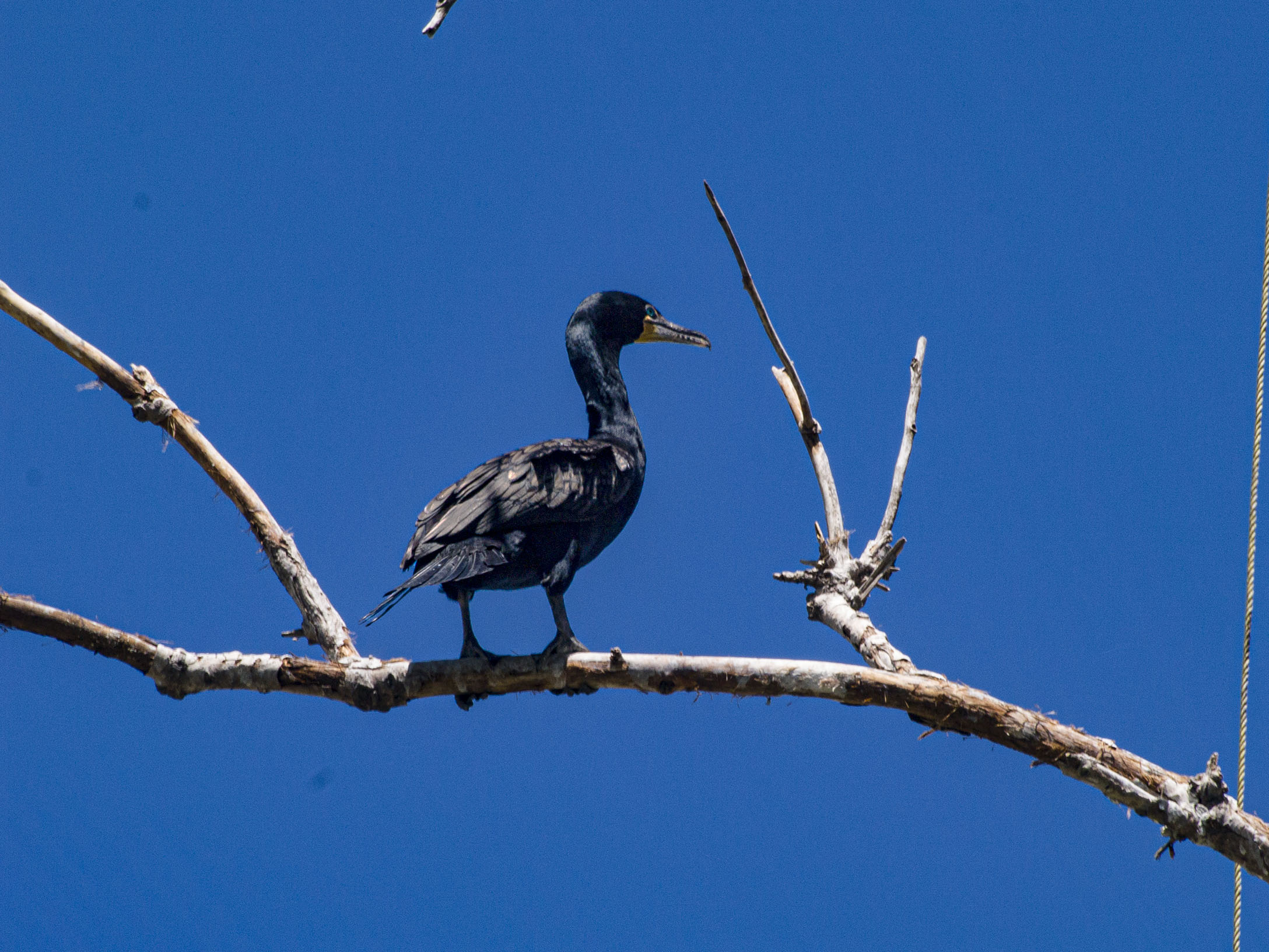 Double Crested Cormorant