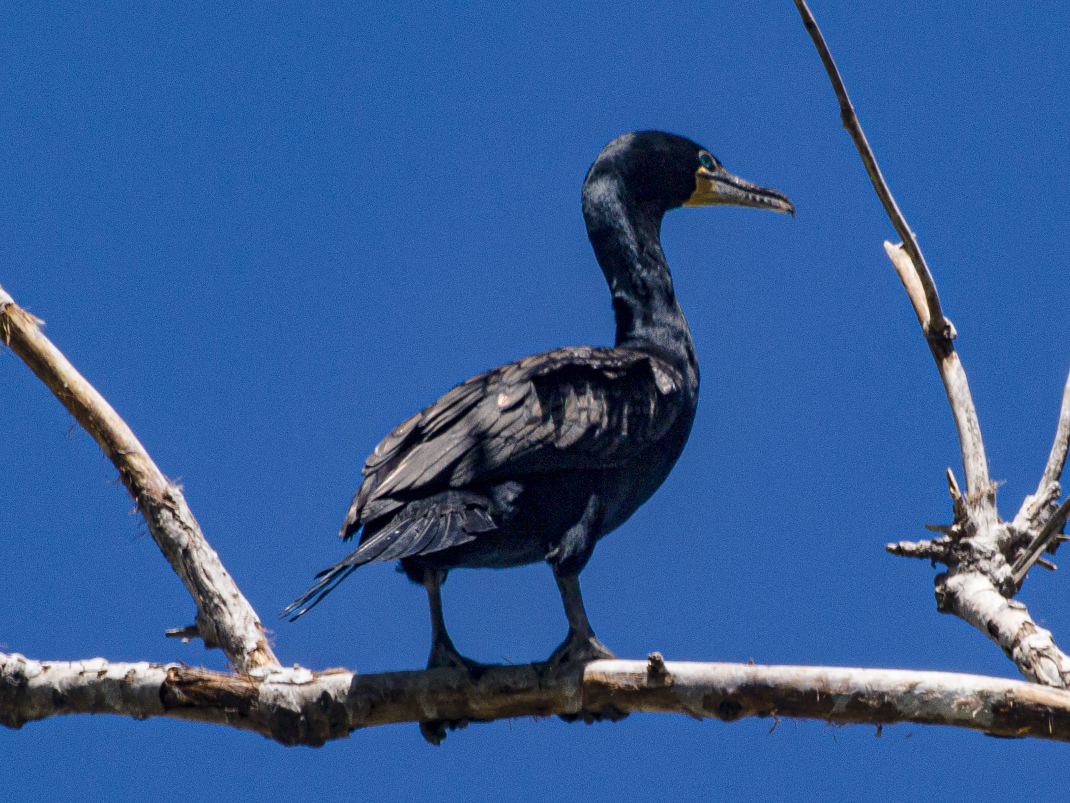Double Crested Cormorant