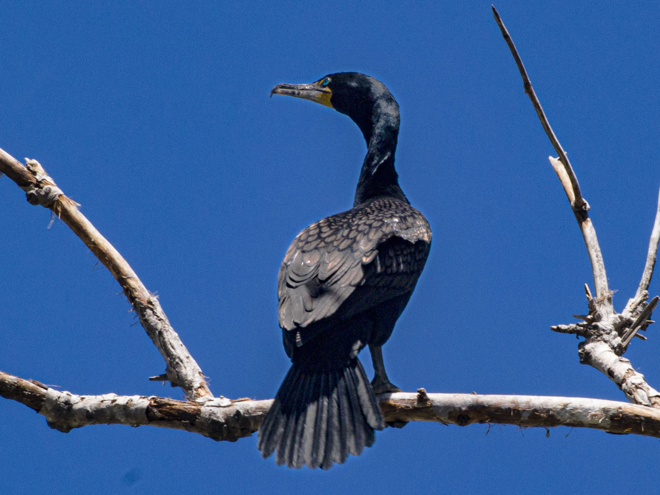 Double Crested Cormorant