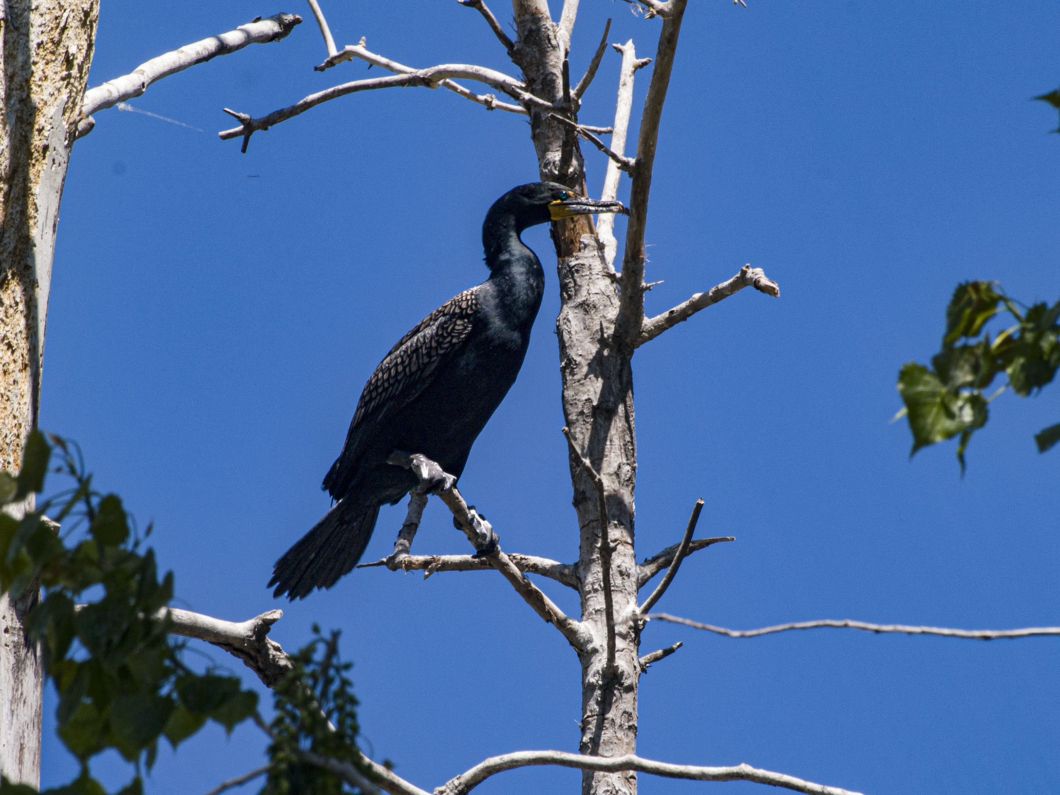 Double Crested Cormorant