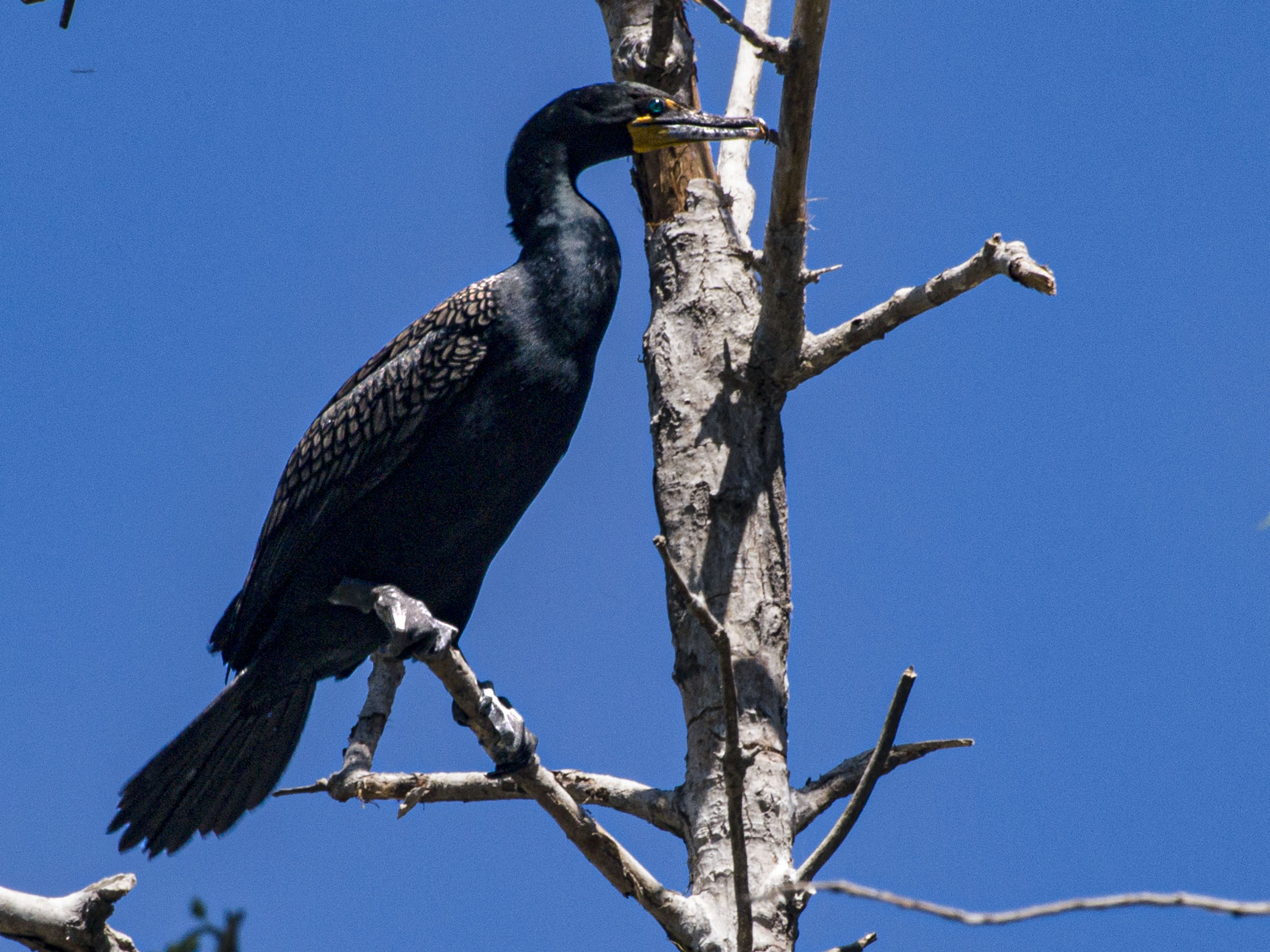 Double Crested Cormorant
