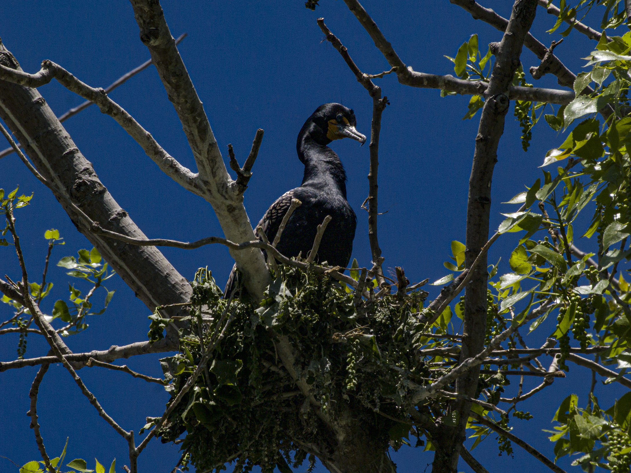 Double Crested Cormorant