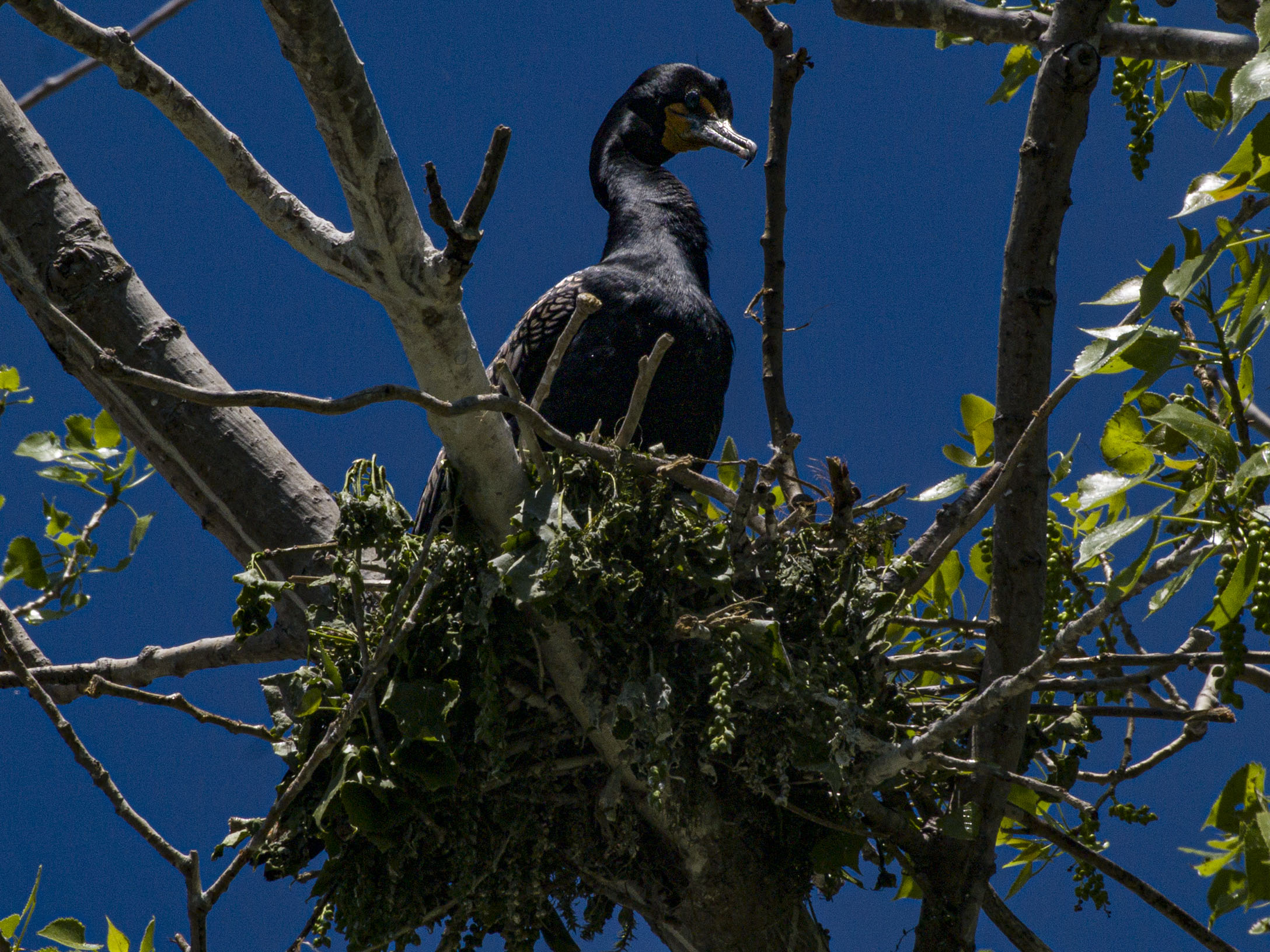 Double Crested Cormorant