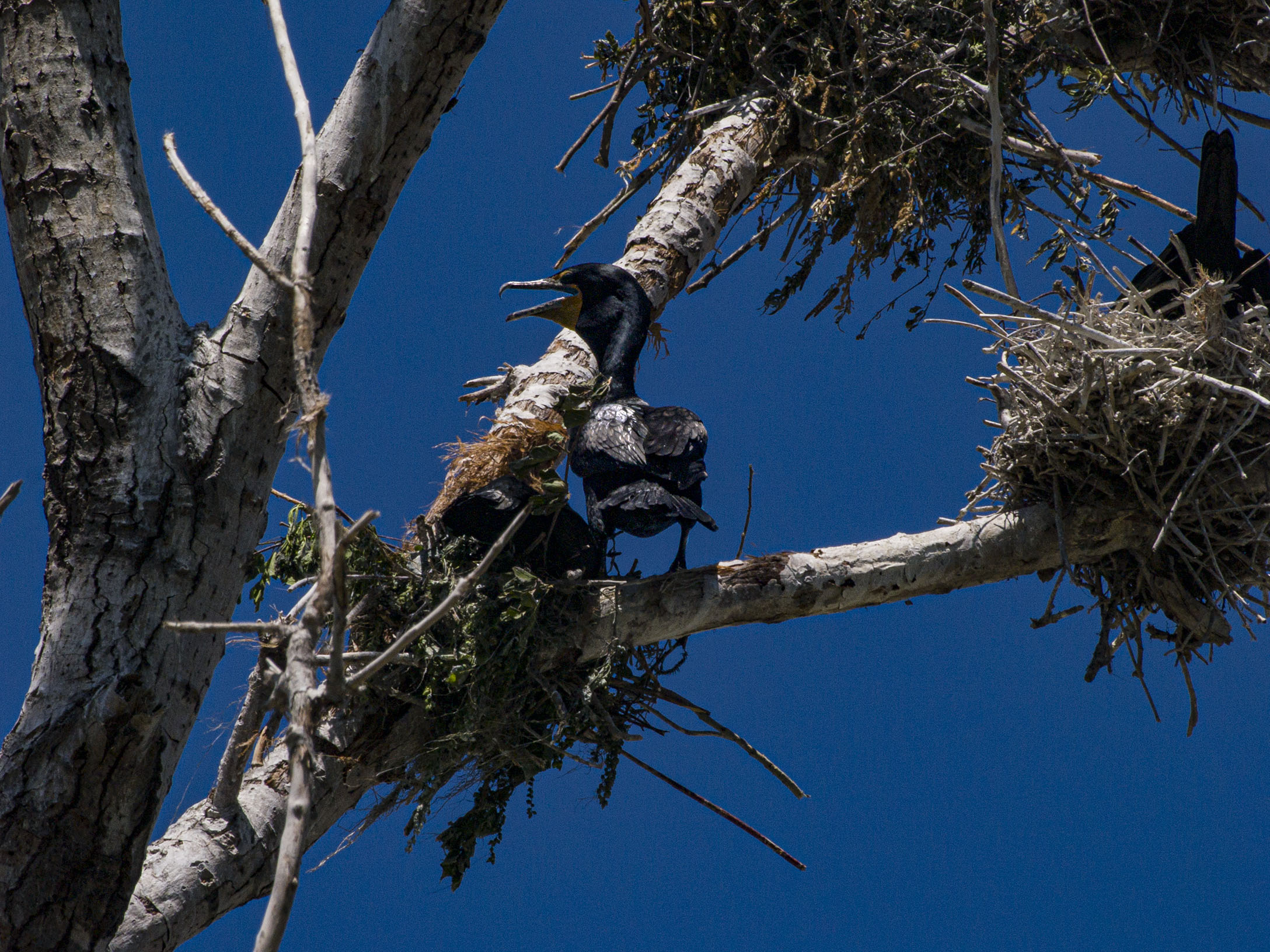 Double Crested Cormorant