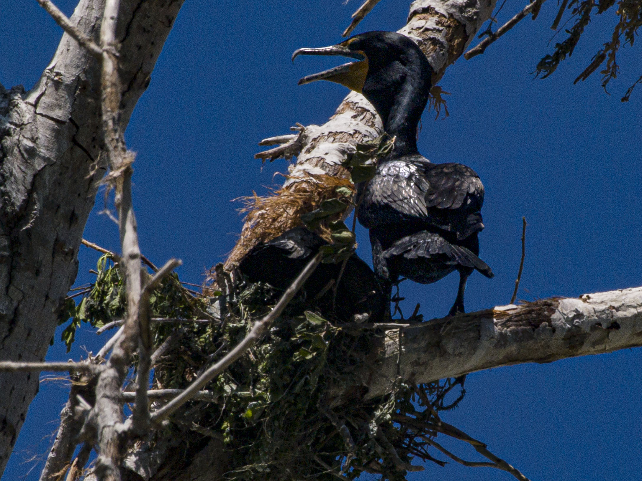 Double Crested Cormorant