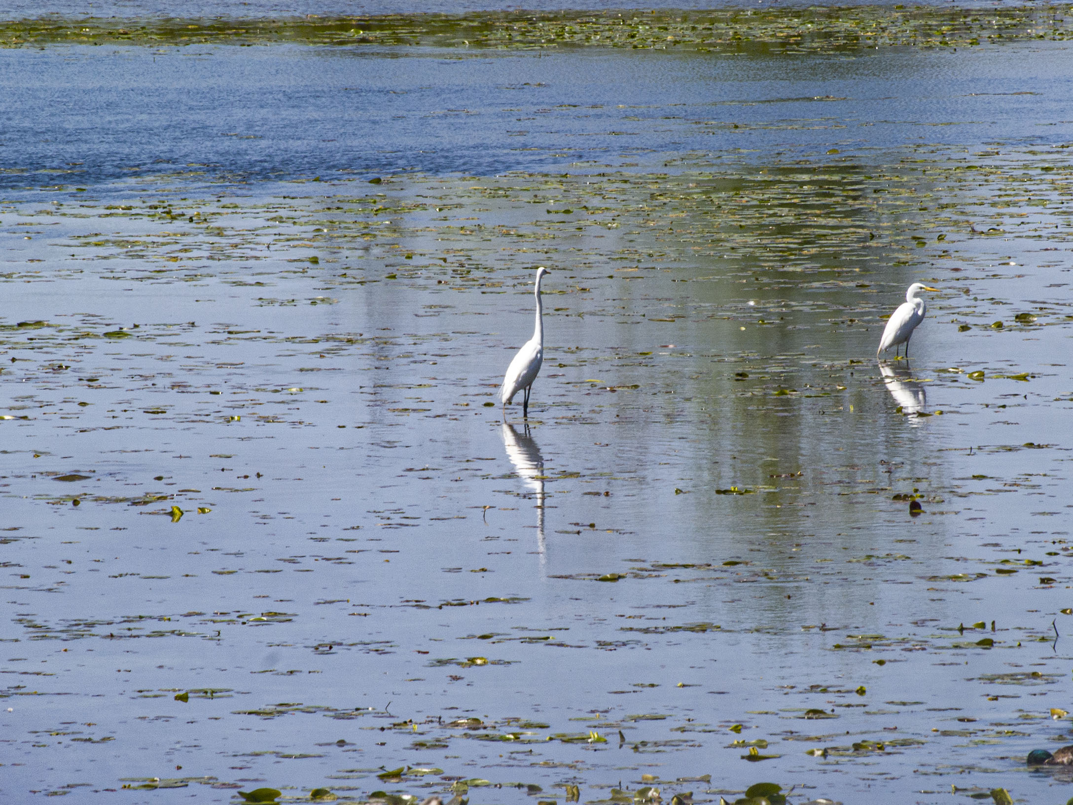 Egrets