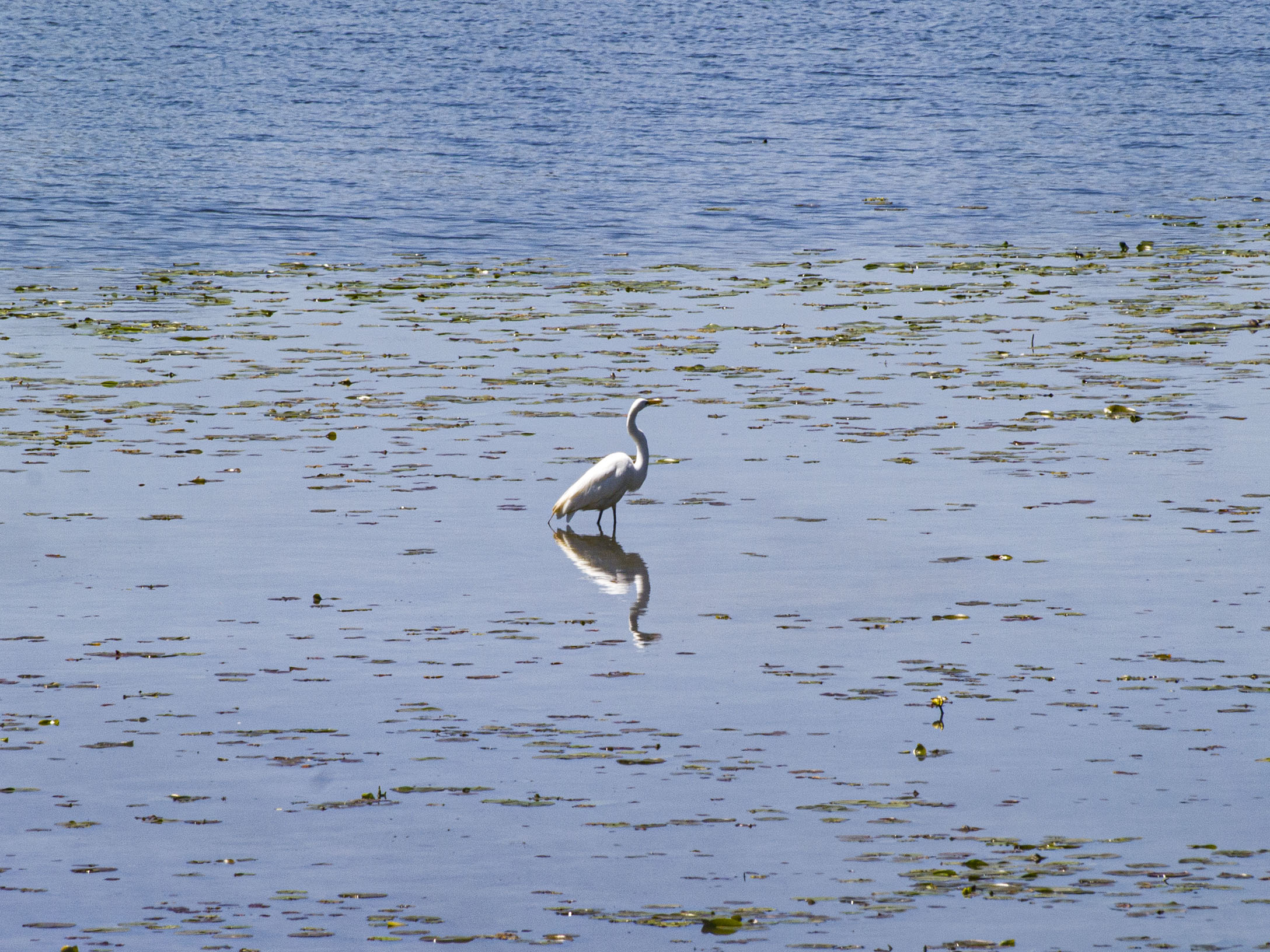 Egret