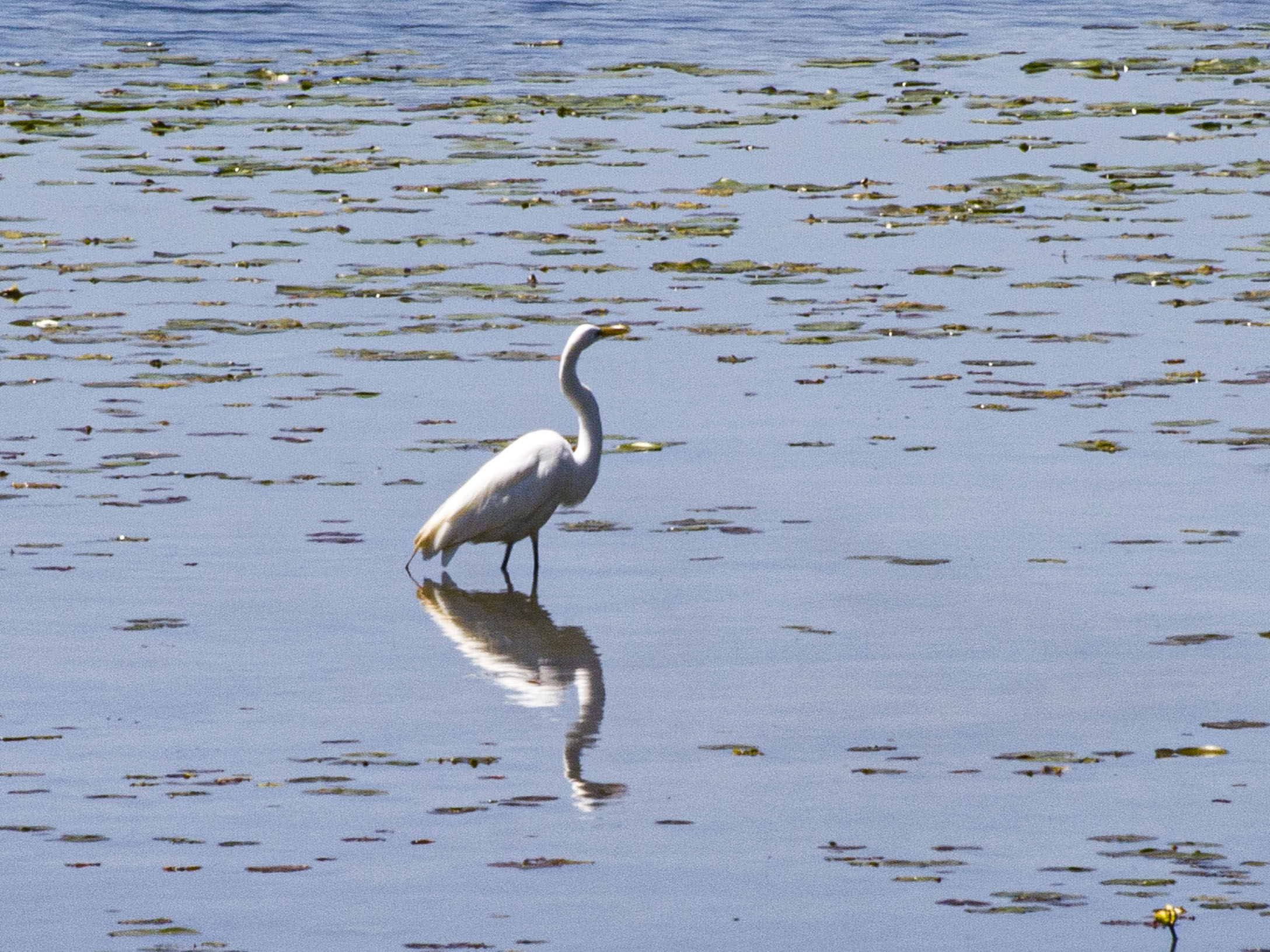 Egret