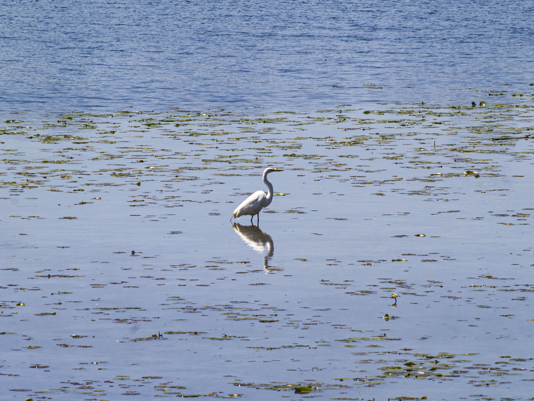 Egret