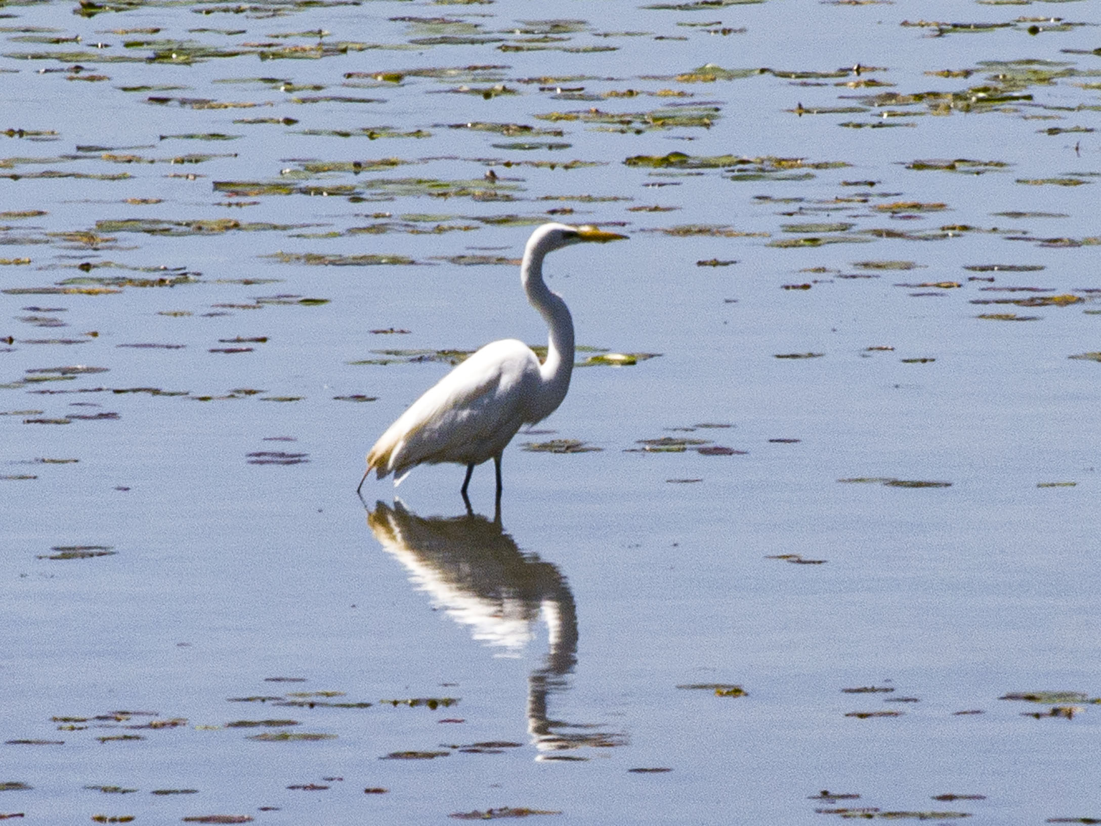 Egret