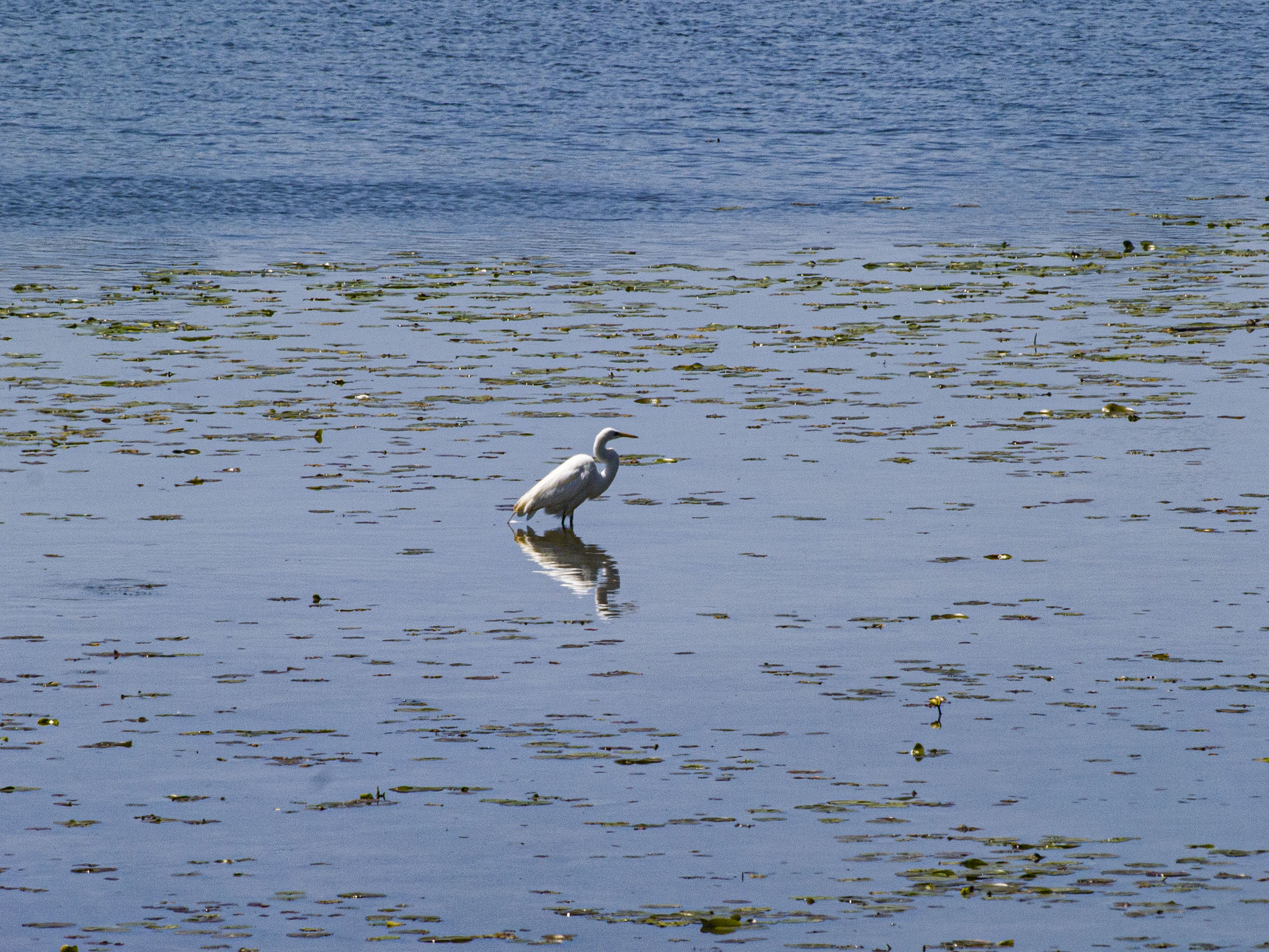 Egret