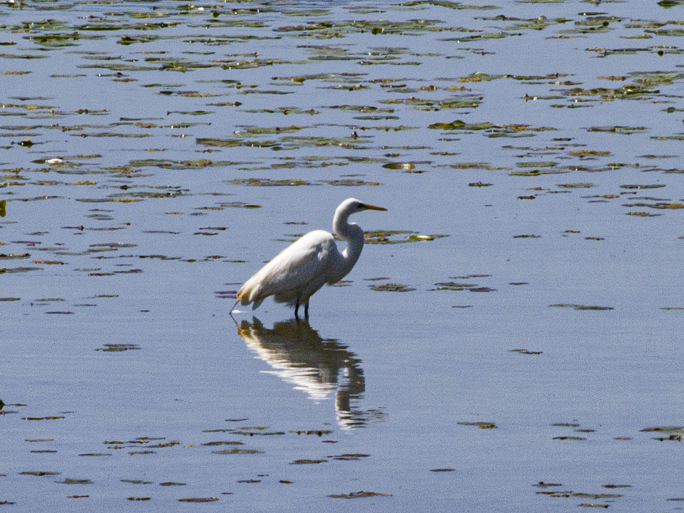 Egret