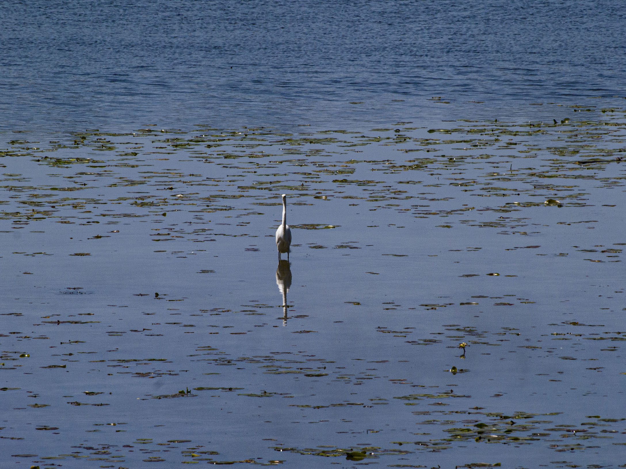 Egret