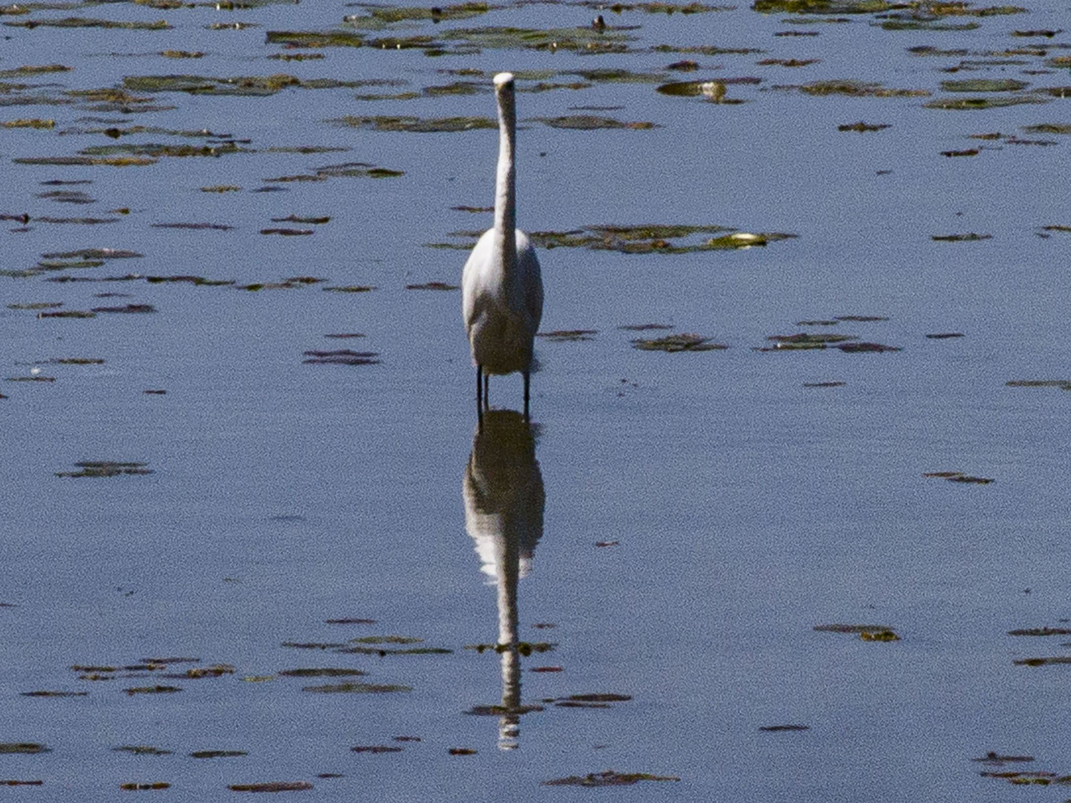 Egret