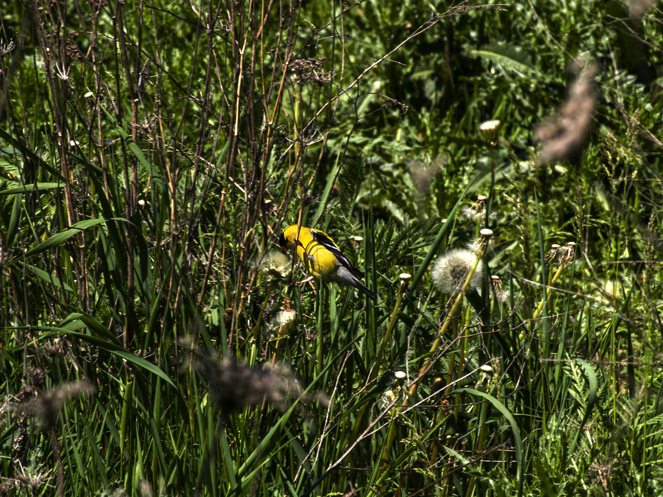 Goldfinch