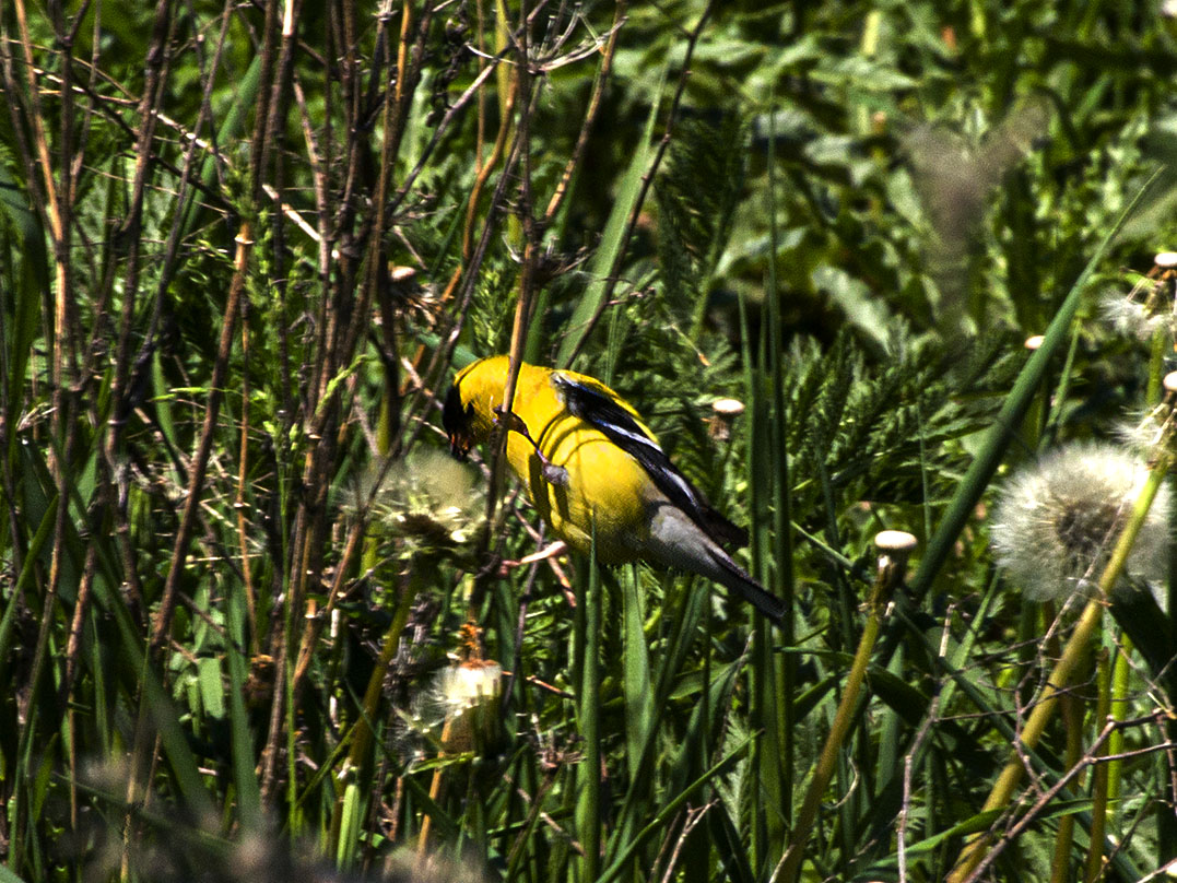 Goldfinch