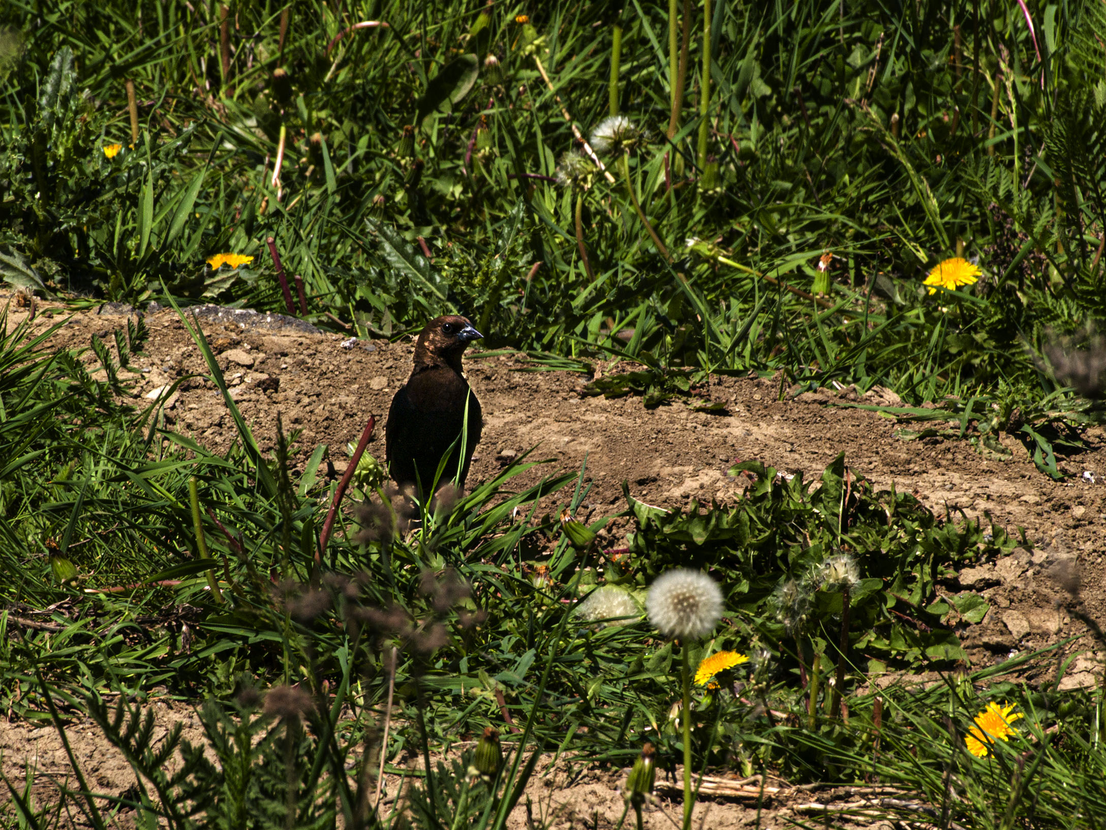 Cowbird