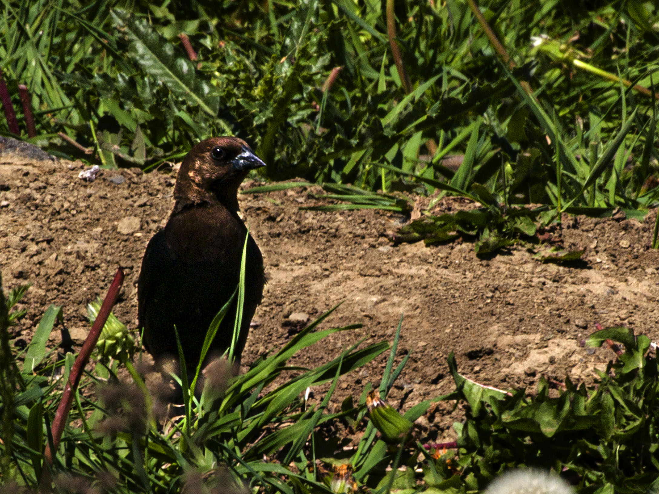 Cowbird