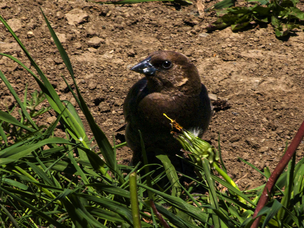 Cowbird