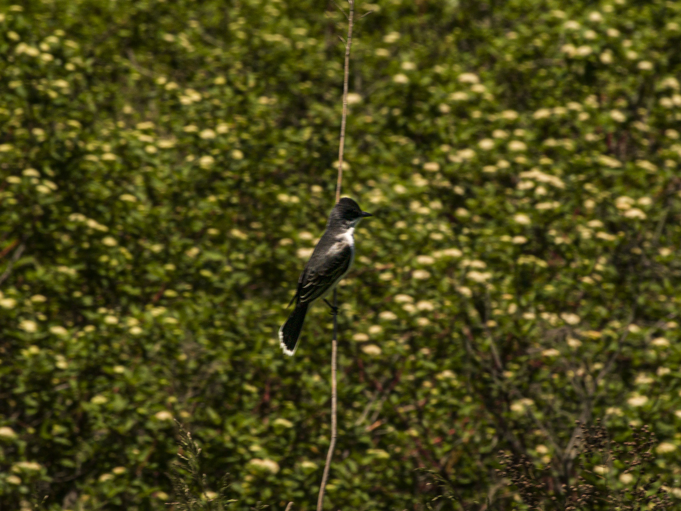 Kingbird