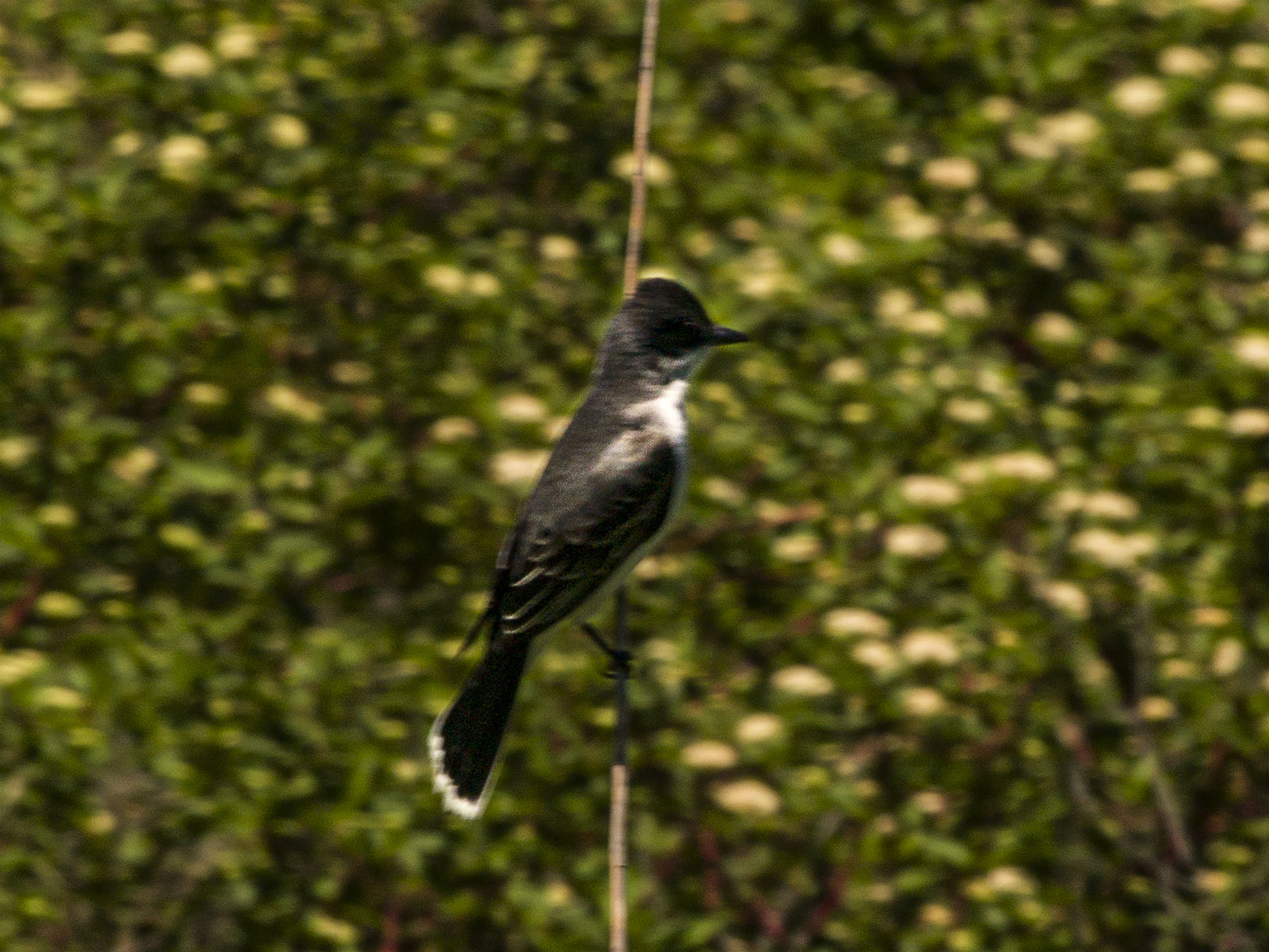 Kingbird