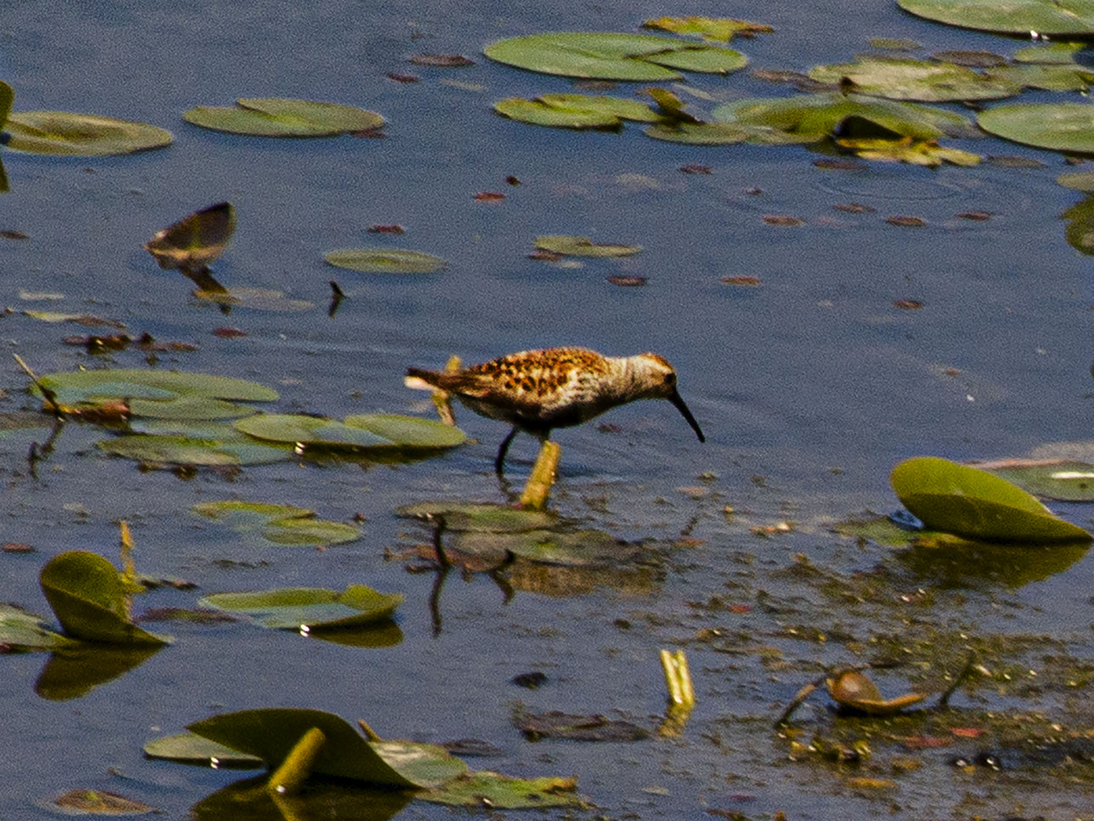 Dunlin