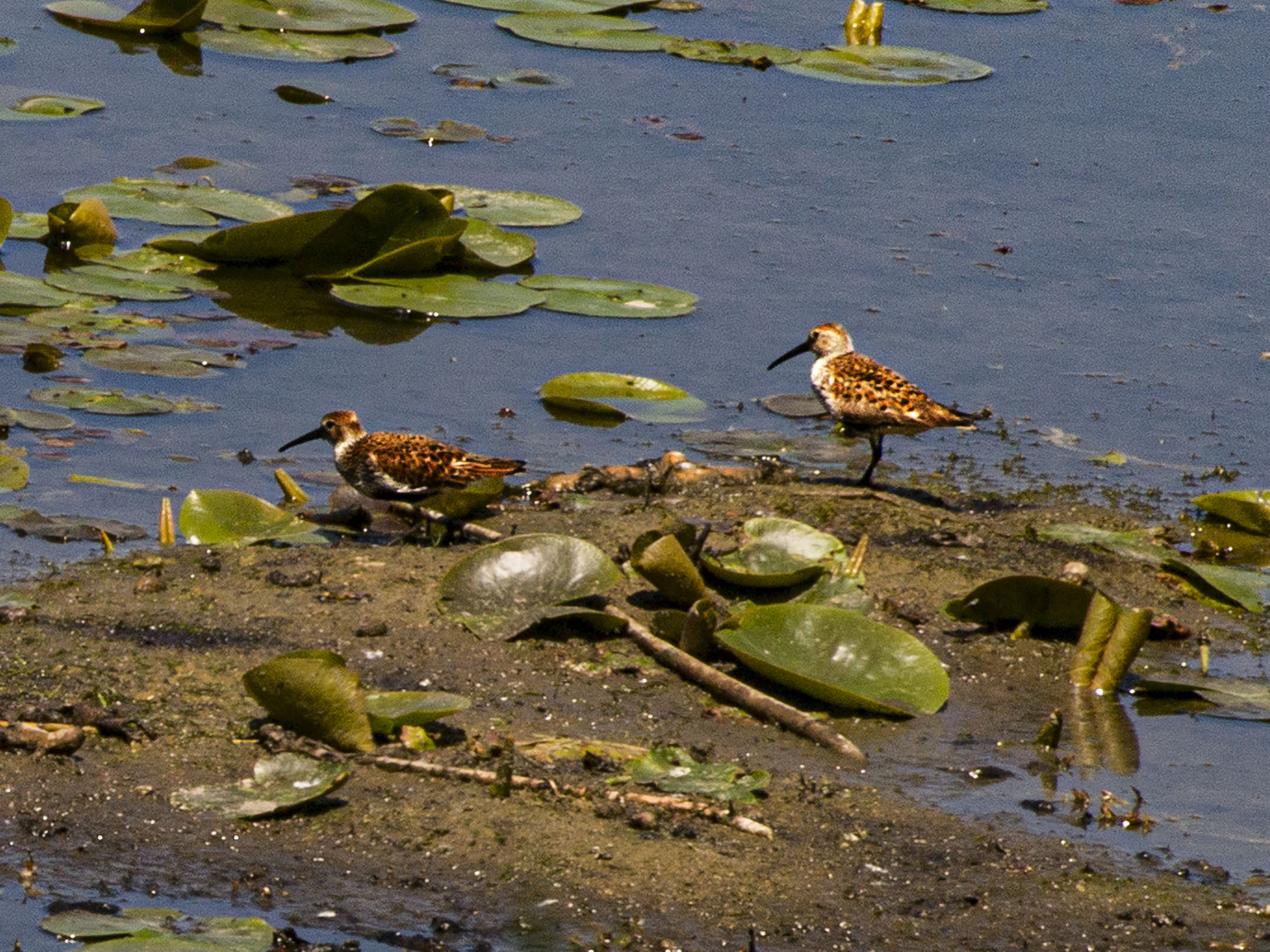 Dunlin