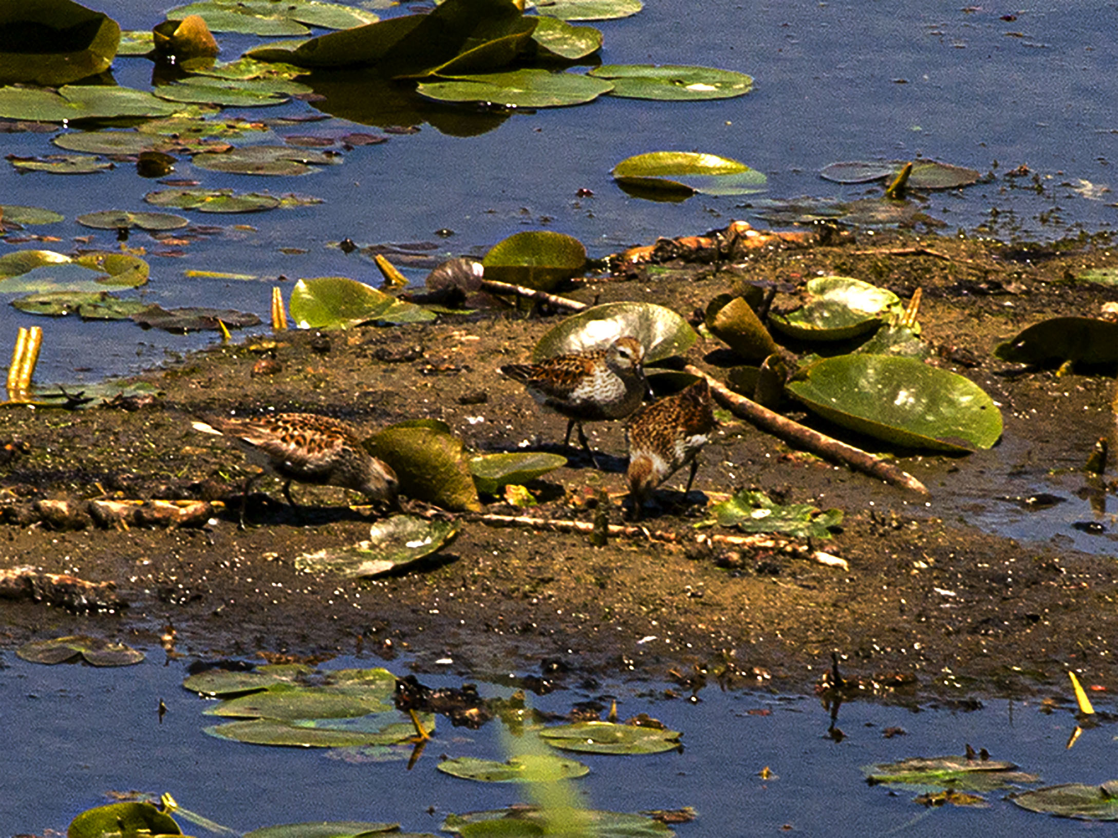 Dunlin